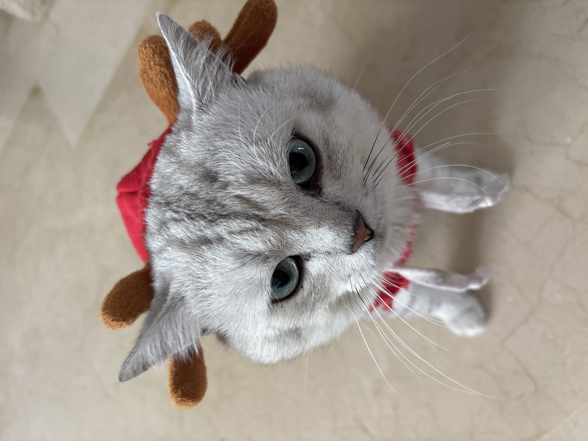 A close-up, high-angle shot features a silver tabby cat adorned with a red Christmas-themed outfit. The cat wears a red top with white stripes and two brown, fuzzy reindeer antlers attached to its head. The cat's eyes are a striking teal color, and its whiskers are prominent against its fur. The cat is looking upwards, seemingly at the camera.
The background consists of a light-colored, tiled floor, typical of indoor settings. The lighting suggests it's daytime, possibly indoors with natural light. There are no visible people, text, or specific weather cues. The overall impression is that of a pet in holiday attire, captured in a domestic setting in Orihuela, Spain.