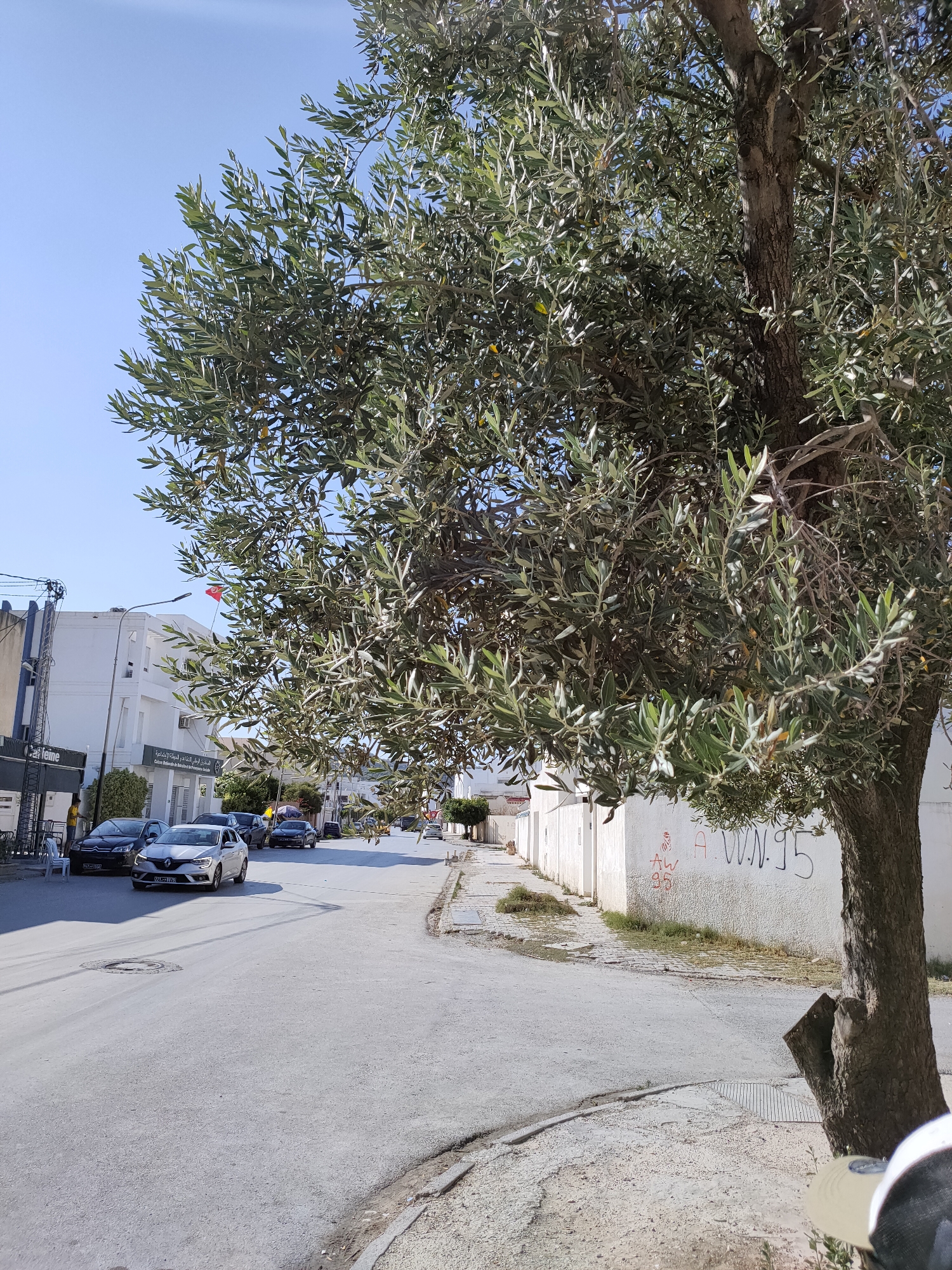 The image shows a street scene in an urban environment in Tunisia. A large olive tree dominates the foreground on the right side, its branches extending across the frame. The street is paved and appears to be in moderate condition, with some cracks and unevenness. Several cars are visible on the street, suggesting normal traffic. On the left side of the street, there are white buildings, one of which appears to be a commercial establishment with signage. The architecture of the buildings suggests a Mediterranean or North African style. A flag, possibly of Tunisia, is visible flying from a pole on one of the buildings. The sky is clear and blue, indicating a sunny day. The overall impression is a typical street view in a city in Tunisia, with elements of daily life and urban infrastructure.