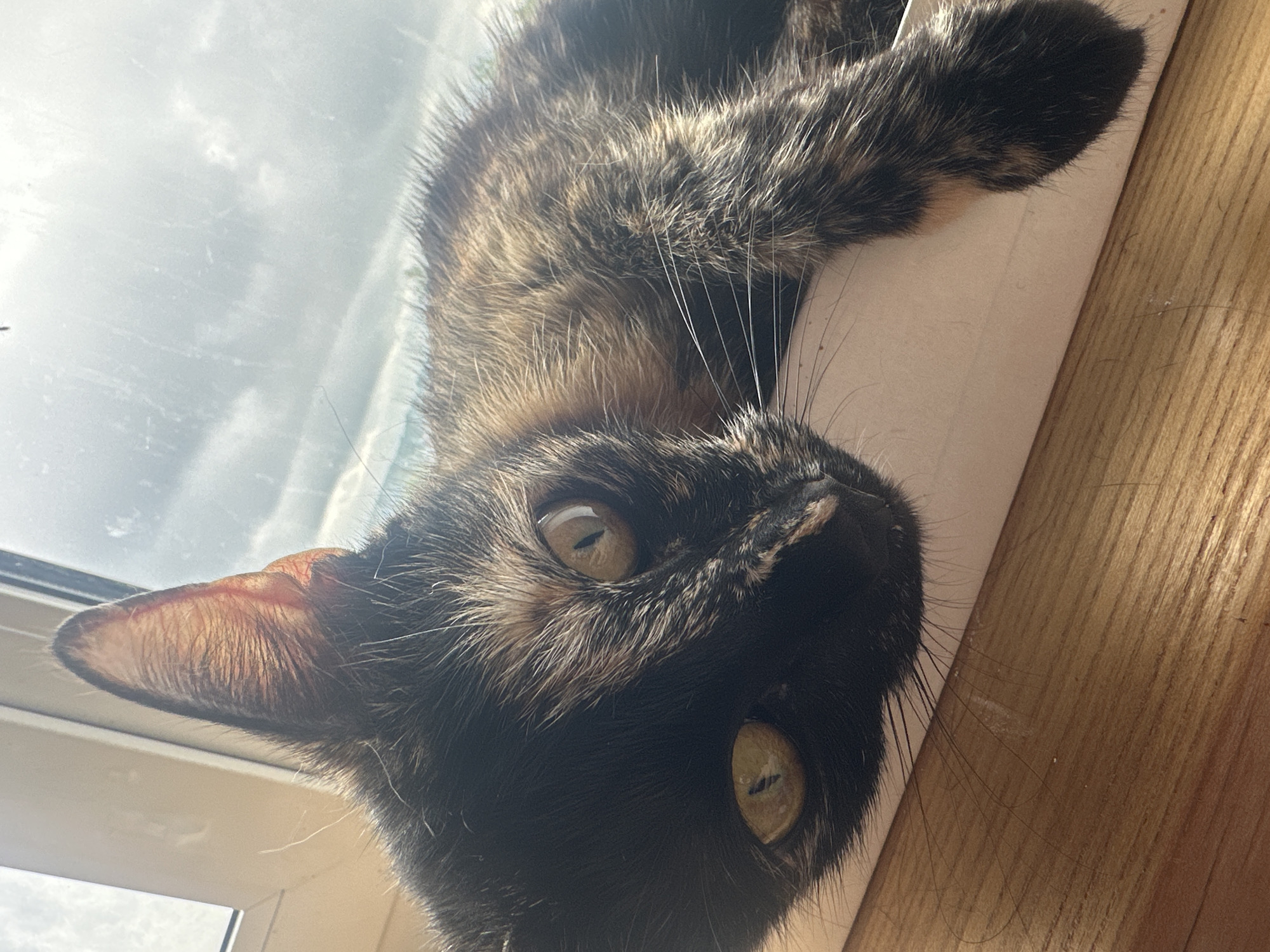 A tortoiseshell cat with green eyes is resting on a windowsill, looking towards the camera. The cat is positioned on a white ledge, with its body extending horizontally across the frame. The background shows a window with a cloudy sky visible. The lighting suggests it is daytime, with sunlight streaming in. The foreground consists of a wooden surface. The image is a close-up shot, focusing on the cat's face and upper body. The location in the city of Ozerki, Russia is not discernible from the image content.