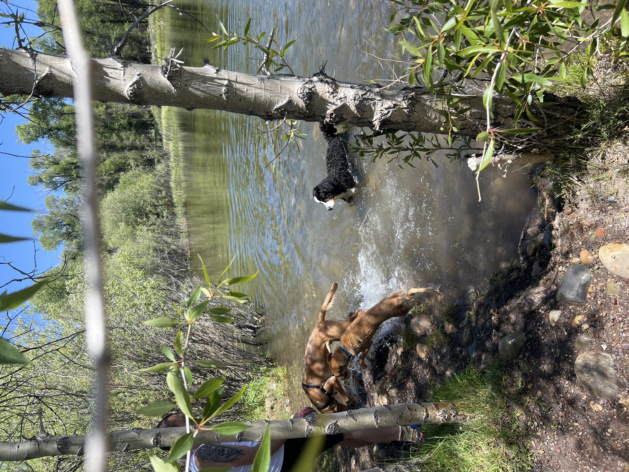 This image depicts a sunny outdoor scene in Wilson, United States of America, featuring a person and three dogs at the edge of a calm, green-tinted body of water. A partially visible individual stands on the left, clad in a white t-shirt, dark shorts, patterned socks, and sandals, with a visible dark tattoo on their left upper arm. Three dogs are present: a brown dog wearing a dark harness stands partially submerged at the water's edge with its head lowered; a smaller, lighter brown dog with a blue collar is captured mid-jump, actively splashing into the water; and a tri-color (black, white, and brown) Bernese Mountain Dog-type dog is wading or swimming further out to the right, submerged chest-deep. The immediate foreground shows the dirt and gravel bank interspersed with grass and rocks. Several trees with light-colored bark, along with various green foliage and branches, frame the scene, with dense green trees and bushes lining the far bank under a clear blue sky.