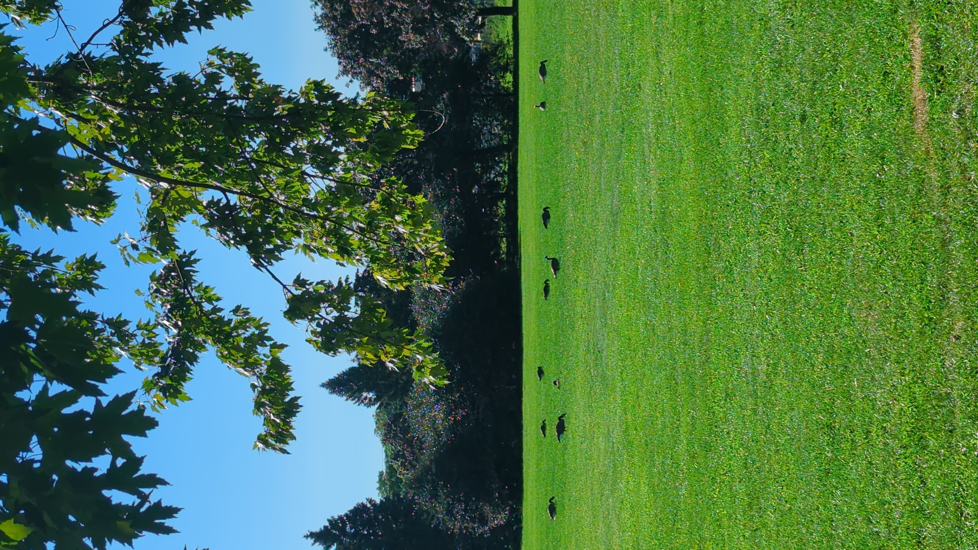 The image depicts a park scene with a bright blue sky and lush green grass. In the foreground, a tree branch with green leaves overhangs the frame. Scattered across the lawn are several Canada geese, some grazing and others standing. In the background, a line of trees forms a dense hedge, with some taller coniferous trees visible to the left. This scene is consistent with a park in Montreal, Canada, likely during the summer or early autumn months, given the foliage and clear weather. There are no visible people in the image.