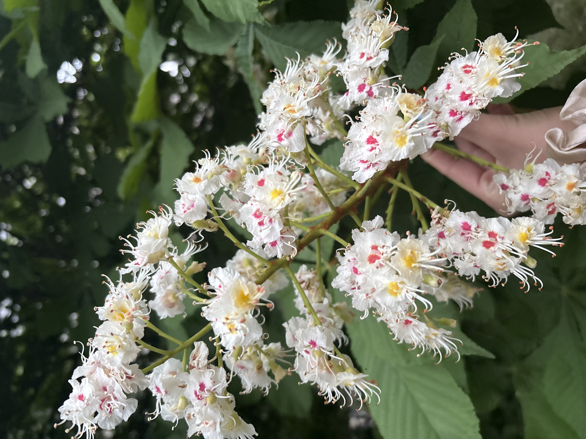 A close-up shot of a horse chestnut tree flower in bloom, with a hand holding a branch. The flowers are white with yellow centers and red spots. Green leaves are visible in the background. The location is Unknown, Unknown.
