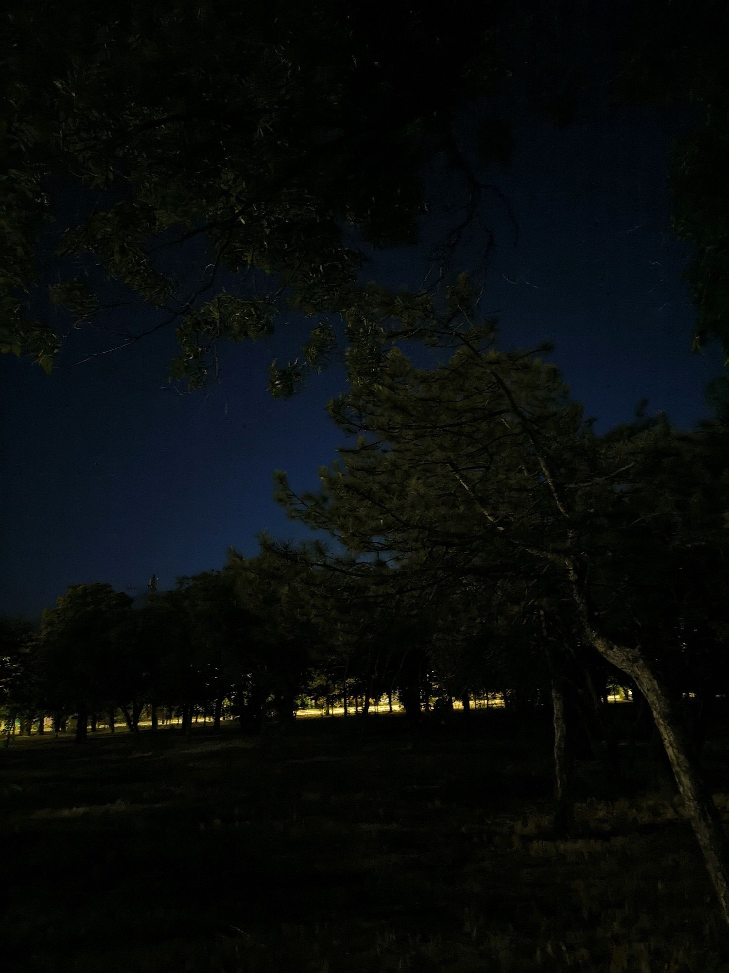A nighttime view of a park in Mykolaiv, Ukraine, features a dark blue sky above a line of silhouetted trees. In the foreground, branches of trees hang from the top of the frame, partially obscuring the sky and the park beyond. The middle ground shows a row of trees with sparse yellow lights visible behind them, suggesting streetlights or distant buildings. The ground in the foreground is dark and appears to be covered in grass or low vegetation.