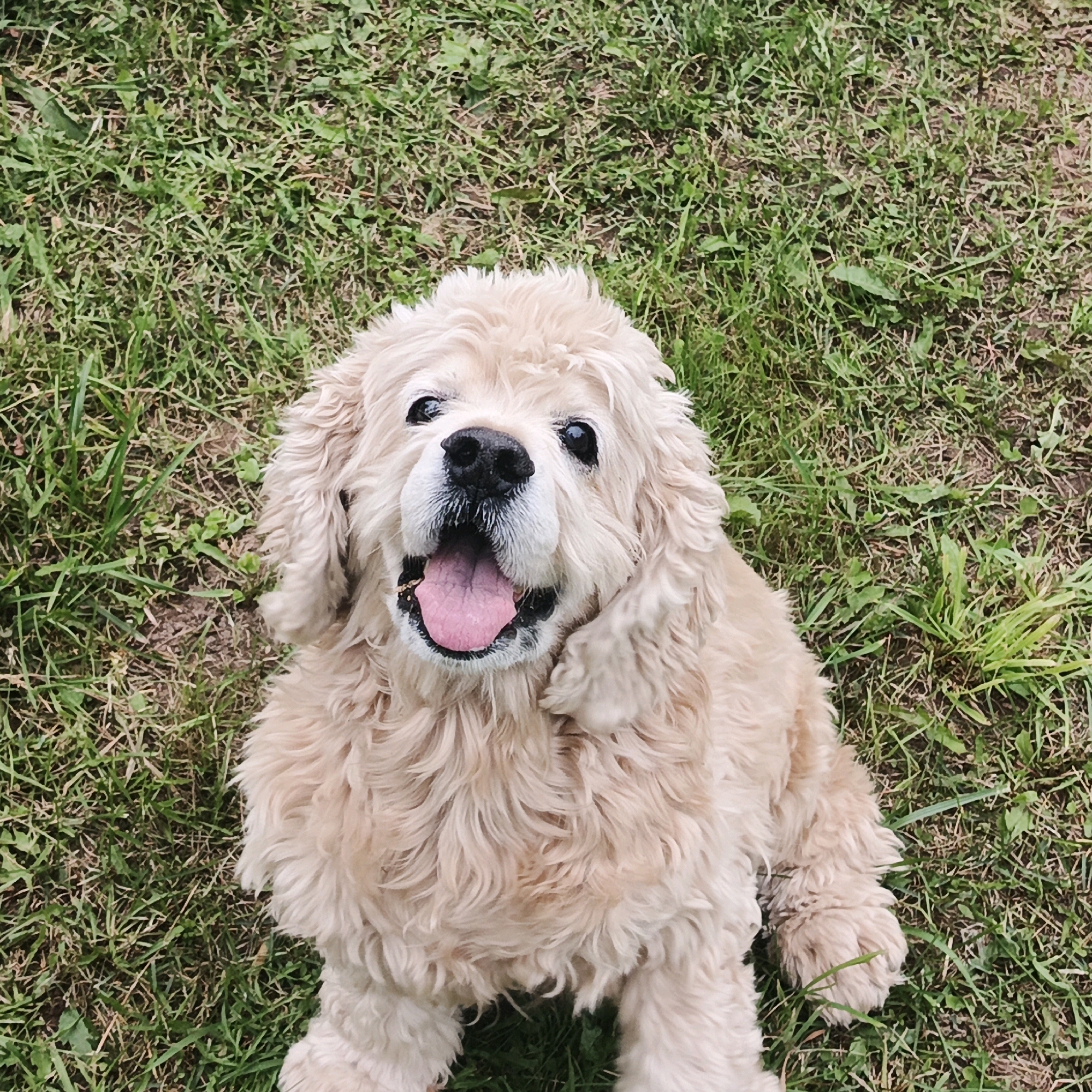A light-colored, fluffy dog is shown from a high-angle perspective, sitting on a patch of green grass. The dog has its mouth open, revealing a pink tongue, and its eyes are wide and dark. The fur is curly and appears soft. The background is entirely composed of green grass with some dirt patches visible. There are no people or other animals in the image. The scene appears to be outdoors in a park or yard. There is no information available to determine the specific location within Vanki, Russia.