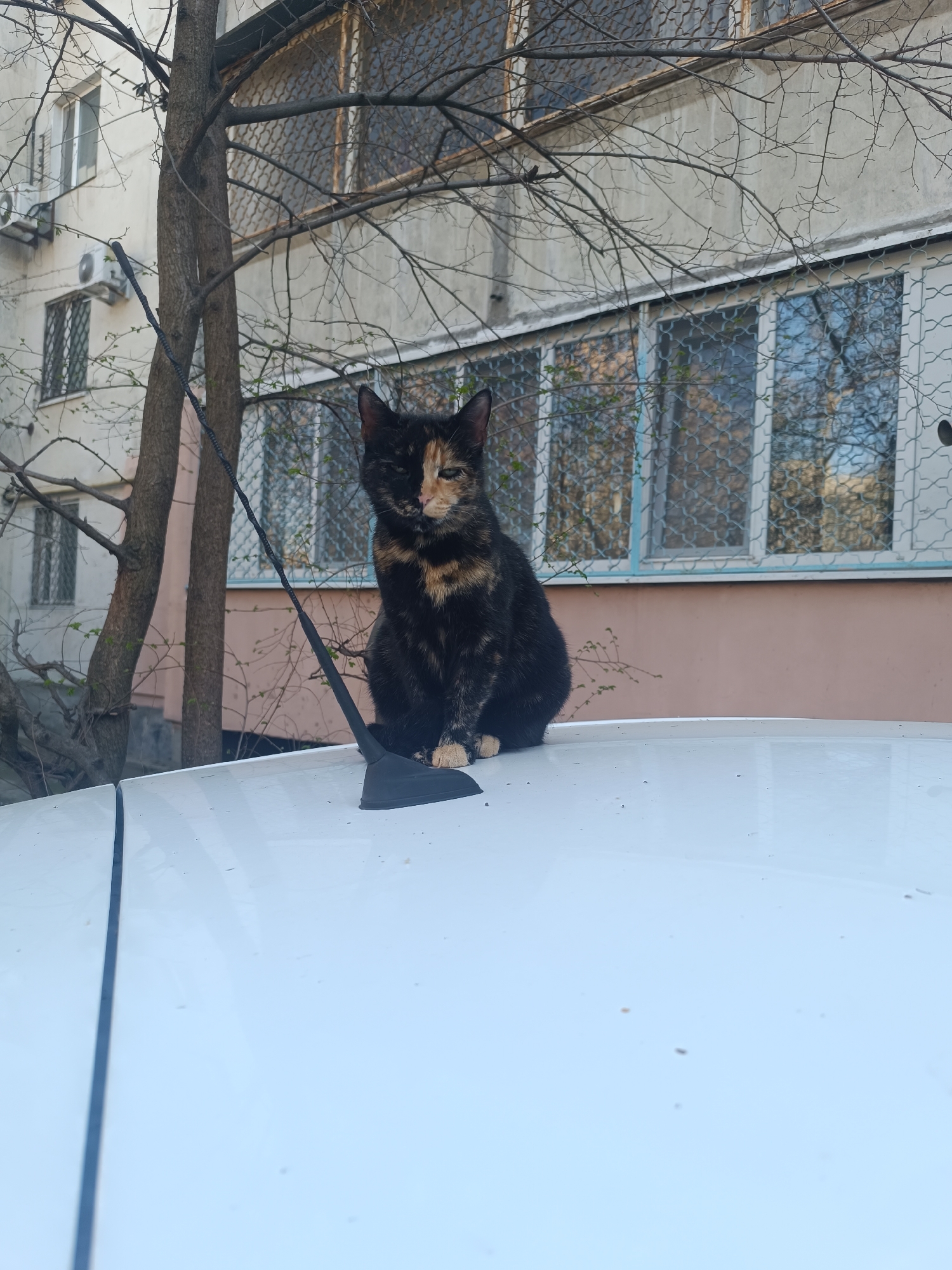 A tortoiseshell cat sits on the roof of a white car, near an antenna. The car is parked near a building with barred windows and air conditioning units. Bare tree branches are visible in the background. The city is unknown.