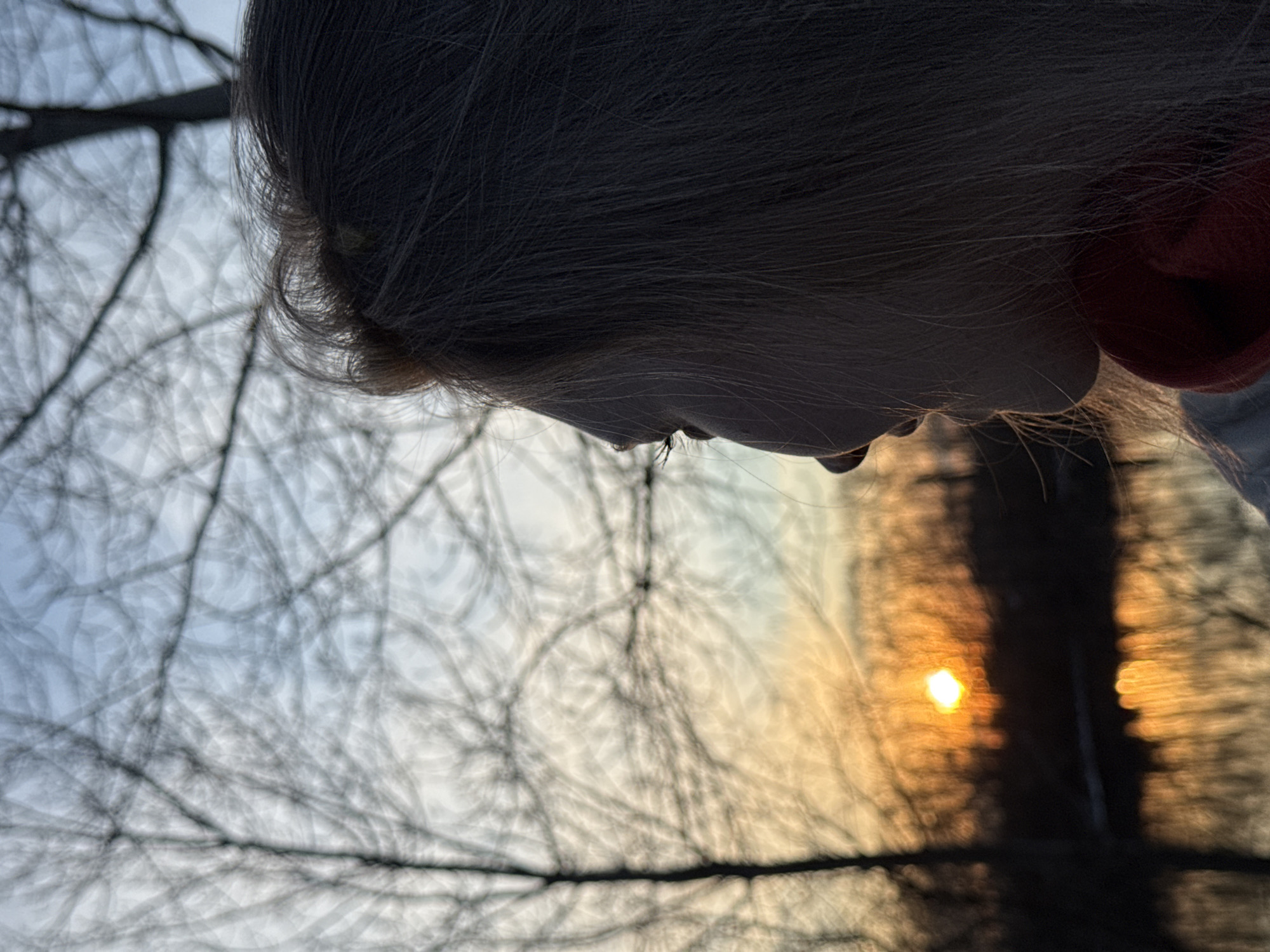 The image captures a close-up view of the side profile of a person's face, specifically the forehead, nose, and the top of the ear. The person's hair is a light brown or blonde color, and the skin appears light-toned. The person is facing downward.
The background consists of blurred tree branches against a sky that transitions from a blueish-gray to a warm, golden hue, suggesting either sunrise or sunset. A bright spot of light, likely the sun, is visible through the branches. The scene likely takes place outdoors in a wooded area or park, consistent with the city of Chaikovsky, Russia which borders a wooded area. The lighting suggests the photograph was taken around dusk or dawn.