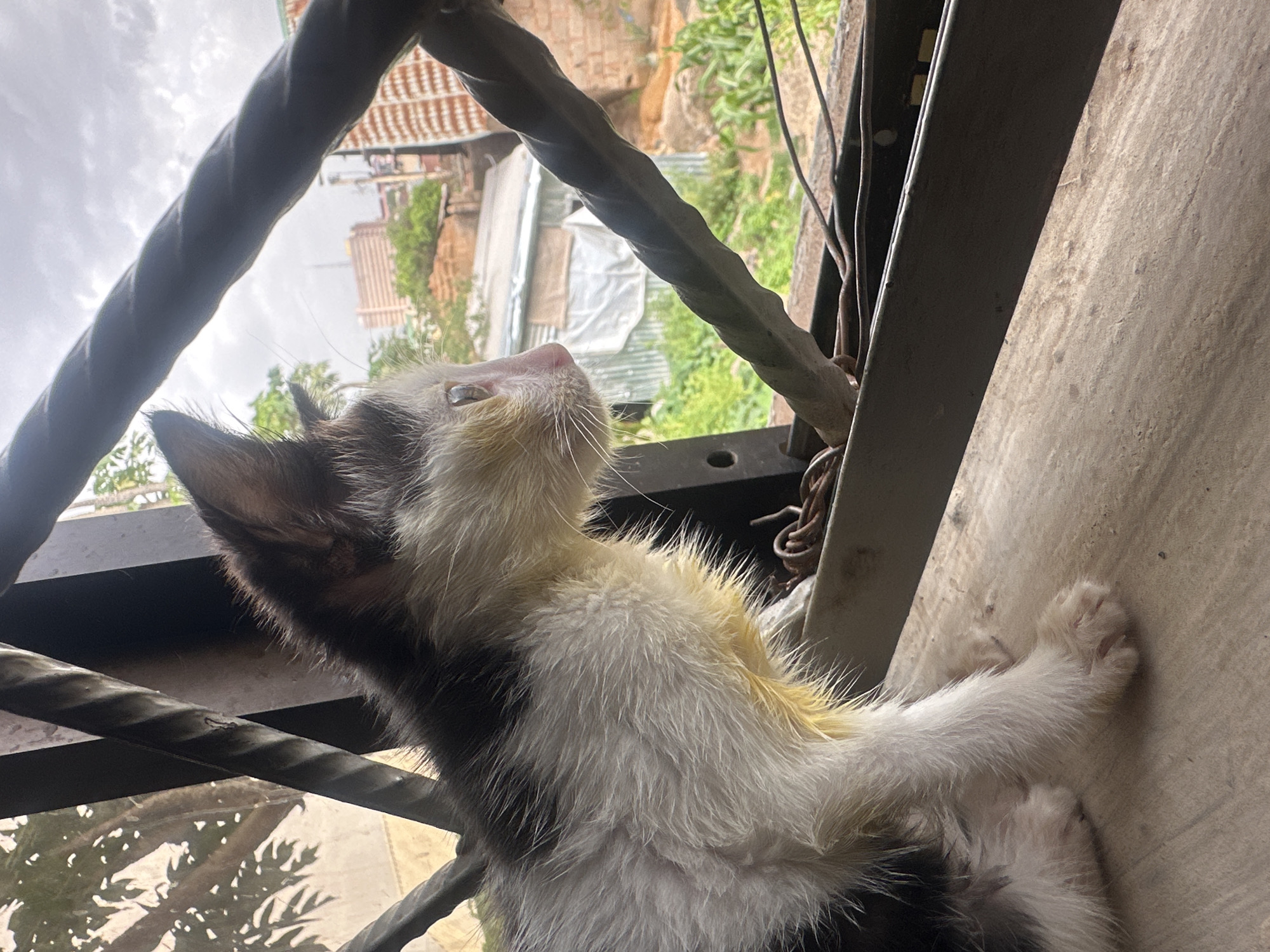 A black and white kitten with yellow tinges around its neck is perched on a wooden surface, looking out through a barred window. The window bars are made of twisted metal and are dark in color. Beyond the bars, a somewhat cluttered urban landscape is visible under an overcast sky. In the mid-ground, there are corrugated metal structures and some brick buildings, including a multi-story building in the distance. Green vegetation is present throughout the scene, indicating an outdoor environment. The overall impression is of a domestic animal in a modest urban setting in Jos, Nigeria.