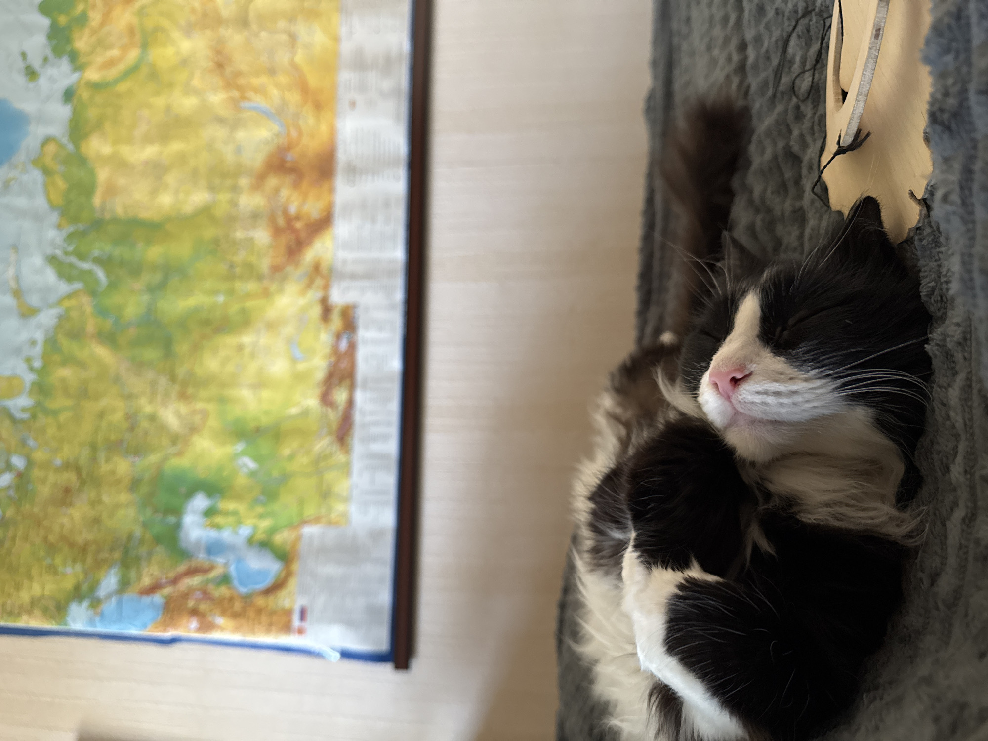 A fluffy black and white cat is asleep in a gray cat cave. To the left of the cat is a framed map. The map appears to show the Ural Mountain region and western Siberia, perhaps near Izhevsk, Russia. The background is light tan.