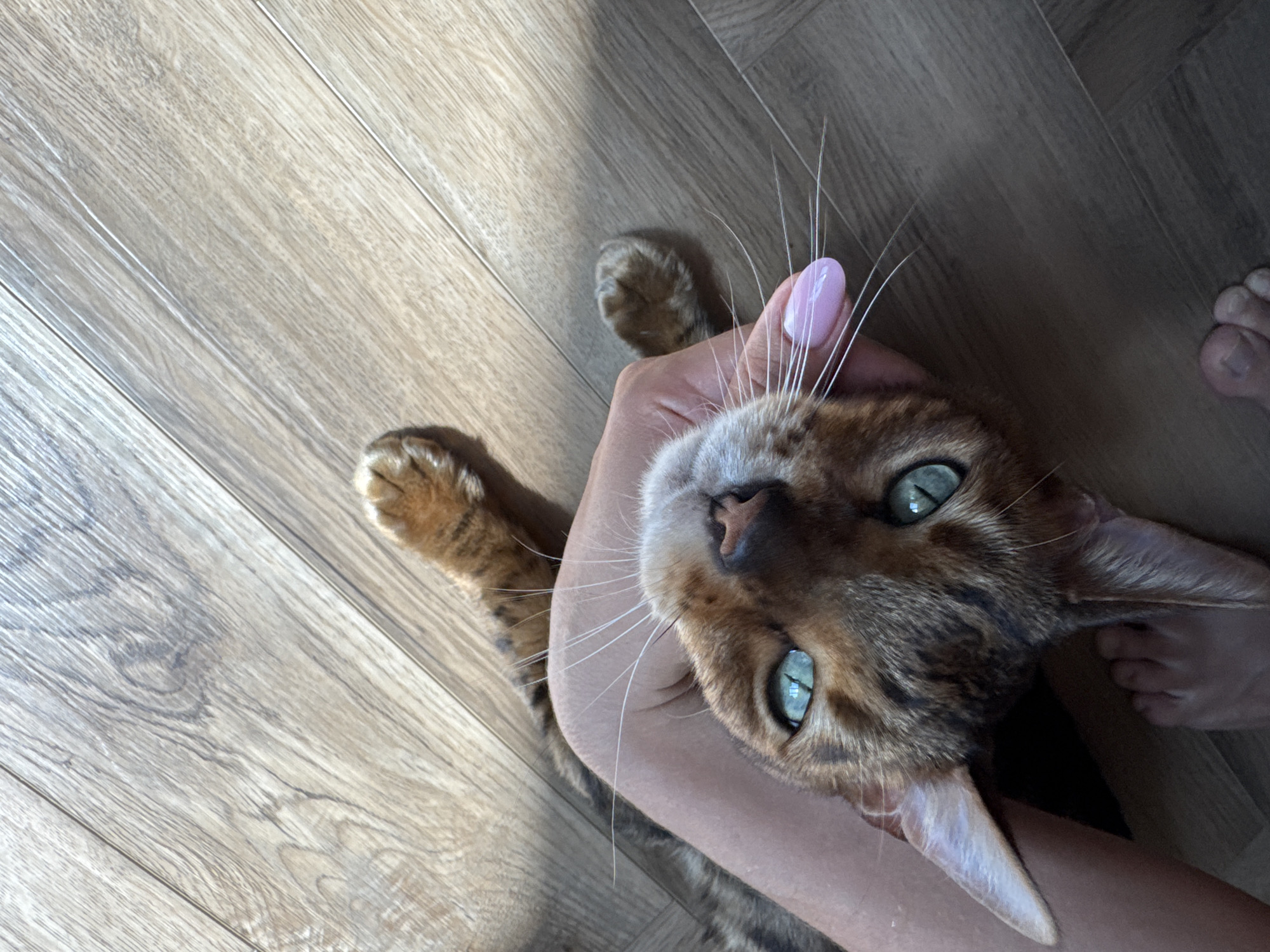 A Bengal cat with bright blue-green eyes is being petted by a person, whose hand is visible in the lower left portion of the image. The cat is lying on its back on a wooden floor. The person's hand, with a light pink fingernail, is gently touching the cat's chin. The cat's paws are visible, one extended upward and the other resting on the floor. Sunlight casts a shadow on the floor, creating a diagonal line across the image. A bare foot is visible in the lower right corner. The scene appears to be indoors, in a domestic setting.