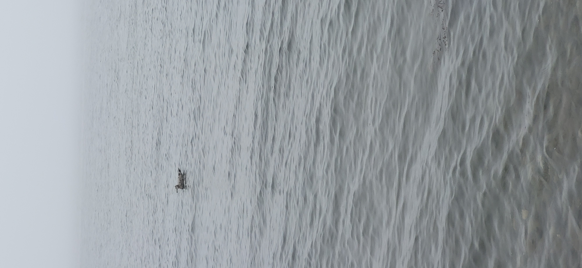 A single seagull floats on the surface of the water. The water is a dull gray with small waves. The background is obscured by fog, making it impossible to discern any details of the environment. The scene appears to be a body of water, possibly a bay or ocean, with a shoreline visible in the foreground that is covered in small stones. The overall atmosphere is subdued and hazy. This scene is consistent with a location in the city of Slavyanka, Russia, a port city known for its coastal scenery and often foggy conditions, particularly during certain times of the year.