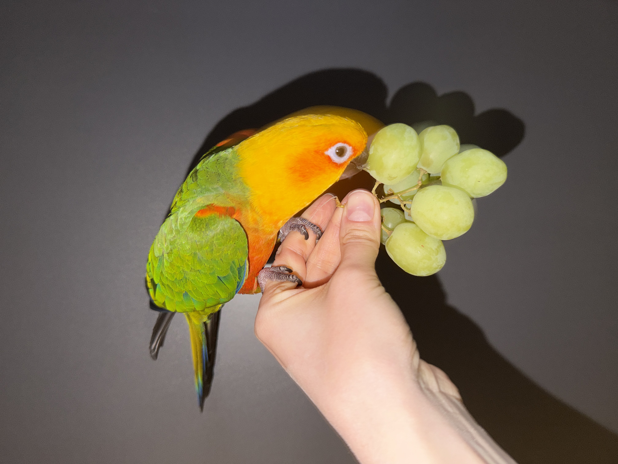 A Sun Conure parrot is perched on a person's hand while eating green grapes. The parrot's head is mostly yellow, transitioning to green on its body, with some orange patches. It is facing the grapes, its beak touching one. The person's hand is light-skinned and holds the grapes up for the parrot. The background is a solid, dark gray. The image was taken indoors. There is no indication that the photo was taken in Khimki, Russia.