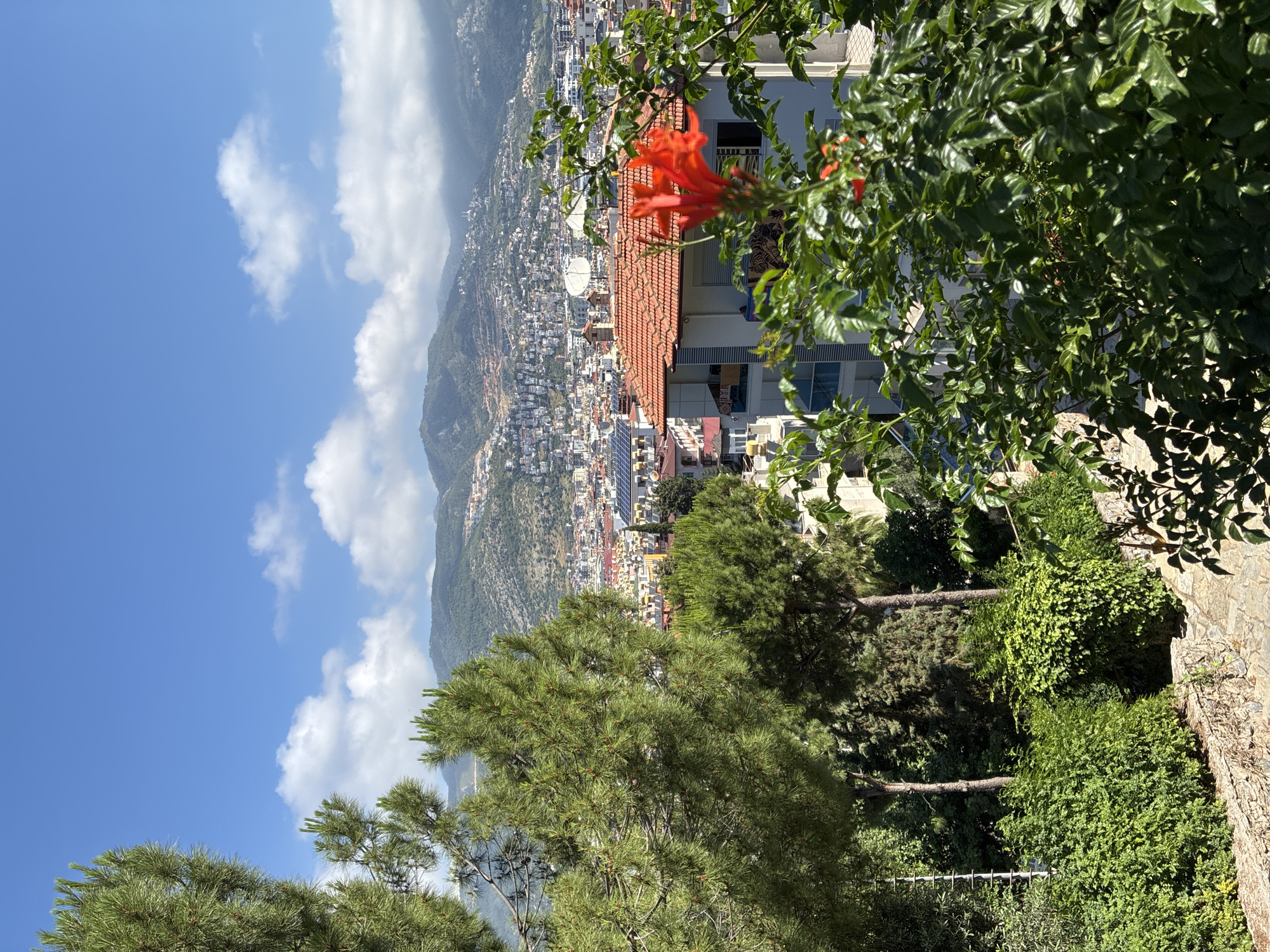 The image captures a vibrant, sunlit panoramic view of a city nestled along mountainous terrain, set against a clear blue sky with scattered white clouds. The perspective looks down upon the urban sprawl, extending from the foreground greenery towards distant mountains.
In the immediate foreground, lush green foliage dominates, including several tall coniferous trees with needle-like leaves and various other leafy plants and bushes. A textured stone wall is visible on the right.
Moving towards the mid-ground, a prominent bright orange-red flower, possibly a Trumpet Vine (Campsis radicans), stands out against the backdrop of residential buildings. These multi-story structures, some featuring distinctive red-tiled roofs, are densely packed and extend down the slopes. Several buildings display satellite dishes, and solar panels are visible on at least one rooftop.
The background is defined by a series of majestic, tree-covered mountains that rise behind the urban area. The sky above is a brilliant azure, punctuated by fluffy white cumulus clouds, indicating fair weather.
The scene captures a peaceful daytime atmosphere, likely late morning or early afternoon, characterized by bright sunshine and clear visibility. While no specific activities are occurring, the image conveys the lively yet serene character of a coastal town. This scenic overlook strongly aligns with the known context of Alanya, Turkey, showcasing its unique blend of natural beauty and urban development. No visible text is present in the image.