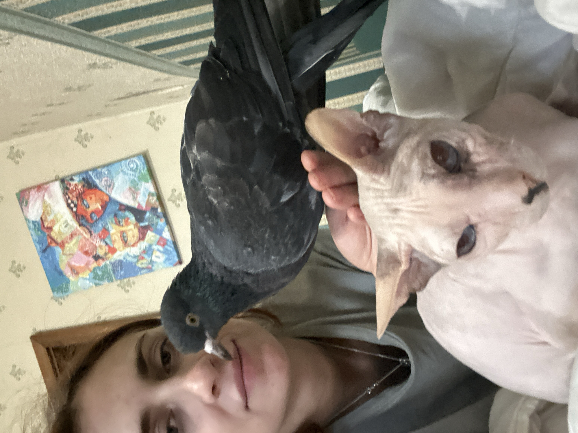 The image shows a close-up of a woman's face from the shoulders up, with a pigeon perched on her hand and shoulder, and a hairless cat in the foreground. The woman has reddish-brown hair and is wearing a light gray shirt with a necklace. The pigeon is dark gray with iridescent neck feathers. The cat is light pink with blue eyes and prominent ears. In the background, there is a framed painting with a colorful, abstract depiction of faces on a wall with patterned wallpaper. The overall setting appears to be indoors, possibly a domestic environment, with a striped vertical pattern visible on the right side of the frame, possibly a headboard or curtain. There is no visible indication of the location being in the city of Togliatti, Russia.