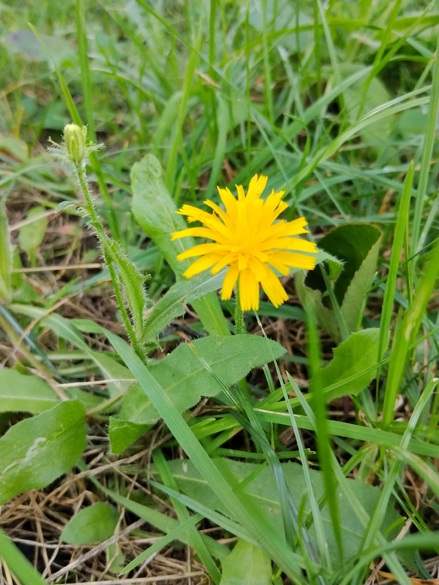 A single yellow flower with multiple ray florets is centered in a field of green grass and brown dead leaves. The flower is slightly to the right of the frame, with its stem visible to the left, featuring a small, unopened bud at its tip. The surrounding grass is lush and varied in height, with some blades appearing sharp and pointed, while others are softer and more rounded. The ground is a mix of dry grass, fallen leaves, and soil. The lighting suggests an overcast day, with diffused light illuminating the scene. The image was taken in Hoholeve, Ukraine.