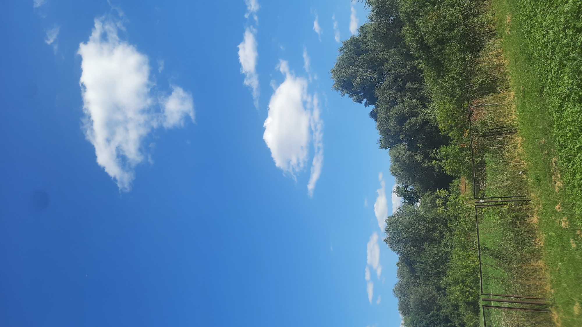 The image depicts a clear blue sky with a few scattered white clouds. In the foreground, there is a dense line of green trees and bushes, with a metal fence running horizontally across the lower portion of the frame. The ground in front of the fence is covered in green grass and some drier, yellowed vegetation. The scene appears to be an outdoor landscape, possibly on the outskirts of a city like Шклоў, Belarus, given the natural elements and the presence of a fence that might demarcate property or a boundary. There are no people or animals visible in the image, and the overall impression is one of a peaceful, rural or semi-rural setting on a sunny day.