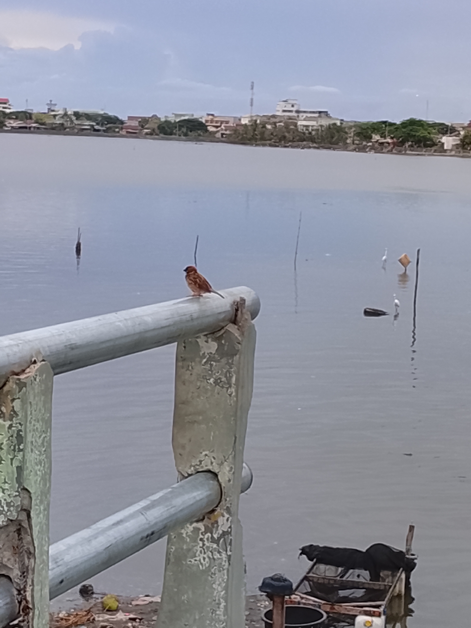 A medium shot of a small, reddish-brown bird perched on a metal railing overlooking a body of water. The railing is part of a concrete structure that shows signs of wear and tear. In the background, a cityscape is visible, featuring buildings, trees, and a telecommunications tower. The water contains several wooden posts and two white birds wading. A small boat sits in the foreground, partially obscured by the railing. Trash and debris are visible on the ground near the railing. The location is Lhokseumawe, Indonesia.