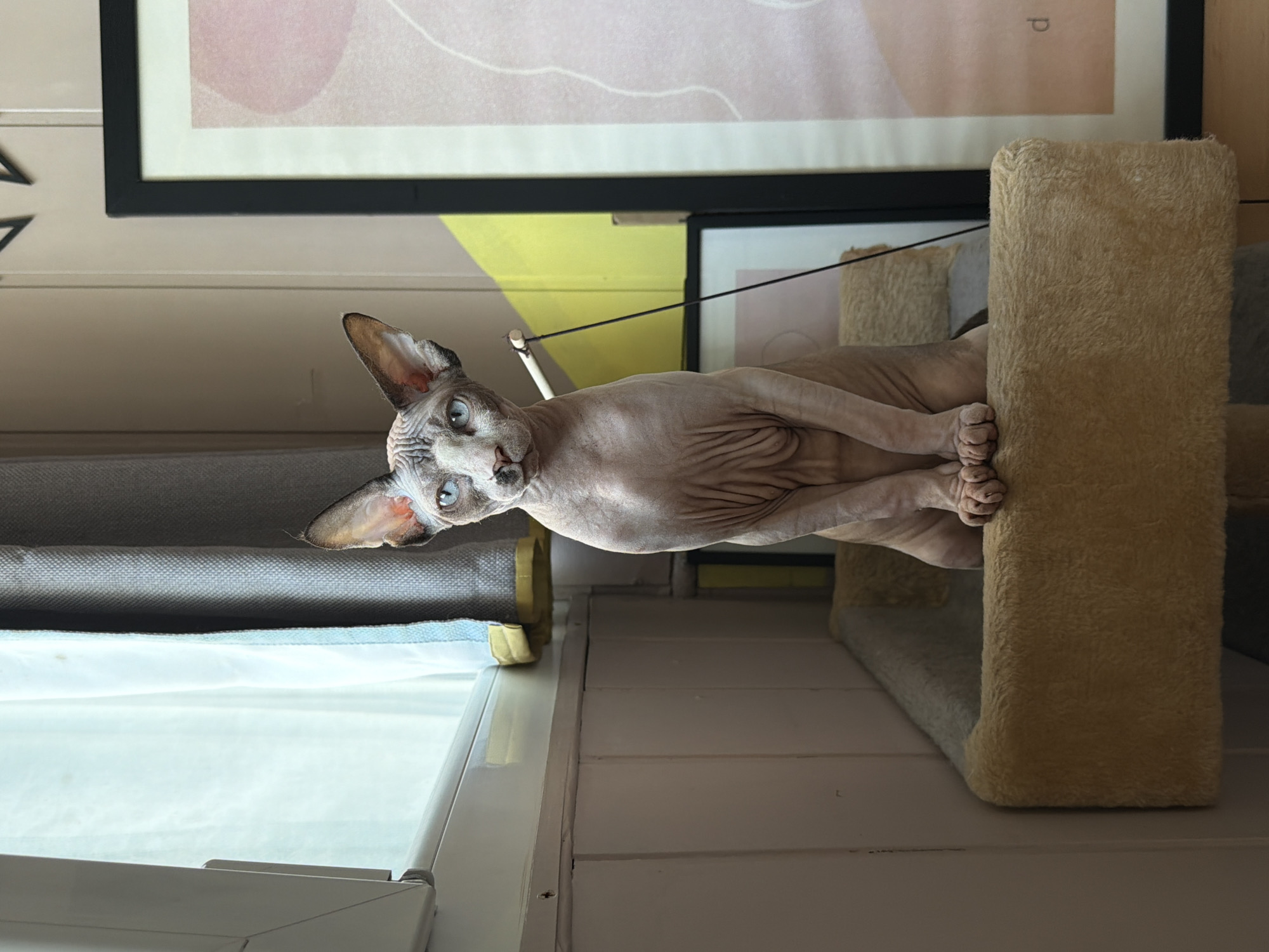 A pale, hairless cat with blue eyes is perched on a beige, carpeted cat tree or structure, possibly indoors, as suggested by the white paneled walls and framed art on the wall. The cat is positioned between a window with a white frame and a gray-fabric covered shade and the cat tree. It is facing slightly downward and to the left of the frame. The scene is in a room with white wood paneling and neutral tones.
