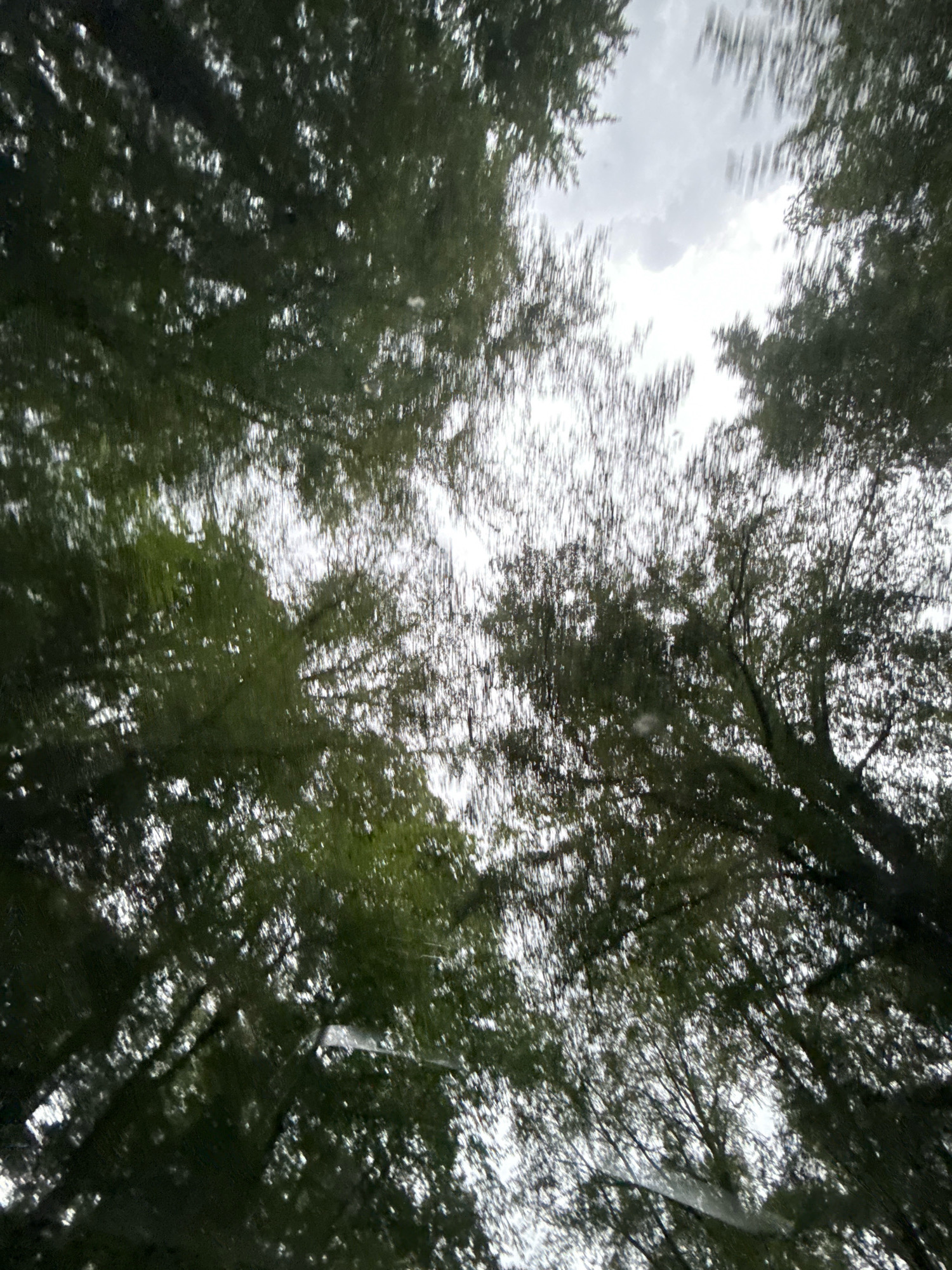 This image depicts a view upwards through a canopy of dense, dark green trees, suggesting a forest or park setting. The sky is overcast with patches of bright white light peeking through, indicating a cloudy or partly sunny day. The perspective is from below, looking up at the branches and leaves silhouetted against the sky. There are no people or discernible man-made objects visible in the image. The overall impression is one of being immersed in nature, with the trees forming a natural ceiling. The location in Bad Sachsa, Germany is not evident from the visual content of the image itself.