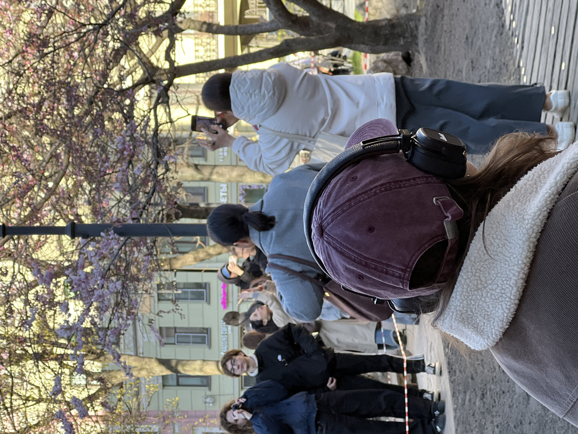The image depicts an outdoor urban scene in Saint Petersburg, Russia, during what appears to be spring, with a crowd gathered around blossoming trees. In the immediate foreground, the back of a person's head is visible, wearing a maroon baseball cap with black over-ear headphones resting on it, and a jacket with a cream-colored sherpa lining.
Behind this individual, numerous people, mostly young adults, are congregated. Many are actively engaged in taking photos with their smartphones, suggesting they are capturing the beauty of the flowering trees. A person in a white hooded jacket is prominently seen holding up a phone to photograph the scene. Other individuals are standing, observing the surroundings.
The central natural element is a large tree adorned with delicate light pink or purple blossoms, particularly noticeable on the left side of the frame. Its branches extend across the sky, indicating a vibrant springtime display. In the background, urban architecture is visible, including buildings with multiple windows. One building clearly shows faint Cyrillic text, including "BAKAS COFFEE" and "ЦВЕТЫ" (meaning 'Flowers'), confirming the Russian context. A dark street lamp post is also visible in the mid-ground.
The scene is bathed in bright, natural light, suggesting a pleasant daytime setting. The overall activity conveys a sense of appreciation for nature within an urban environment, as people gather to admire and document the seasonal bloom.