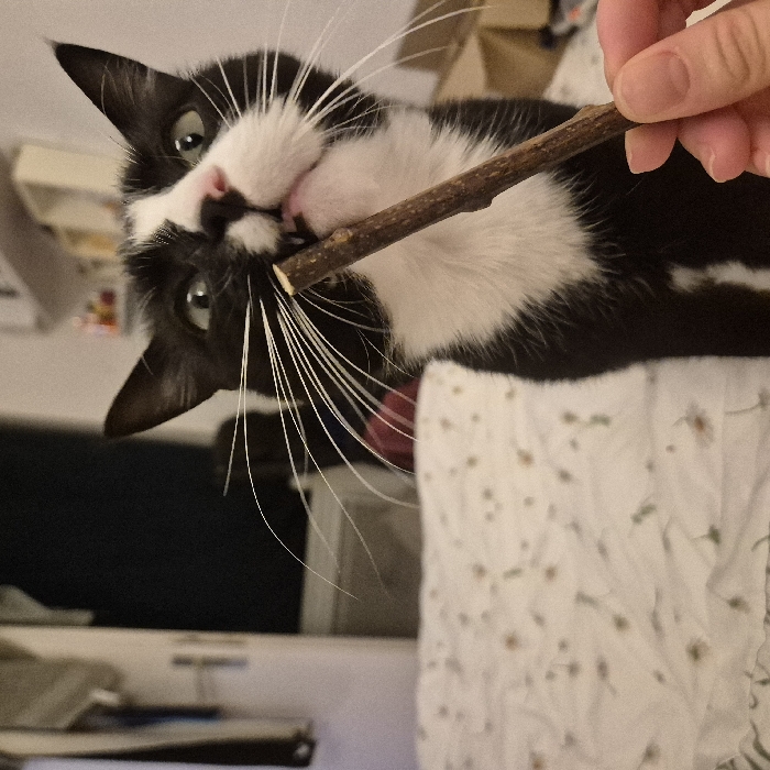 The image displays a black and white tuxedo cat with white whiskers, green eyes, and a pink nose, actively chewing on a slender, brown wooden stick. The cat's mouth is open, revealing its teeth as it engages with the stick. The stick is held by a light-skinned human hand, visible in the lower right foreground, using the thumb and index finger. The cat's ears are erect, and its gaze is directed slightly upwards. The scene is set indoors, within a domestic environment in Strasbourg, France. A white patterned duvet or sheet occupies the foreground and midground, while the background features blurred details of a room, including a partial white doorframe or furniture on the left and a darker, less distinct area on the right.
