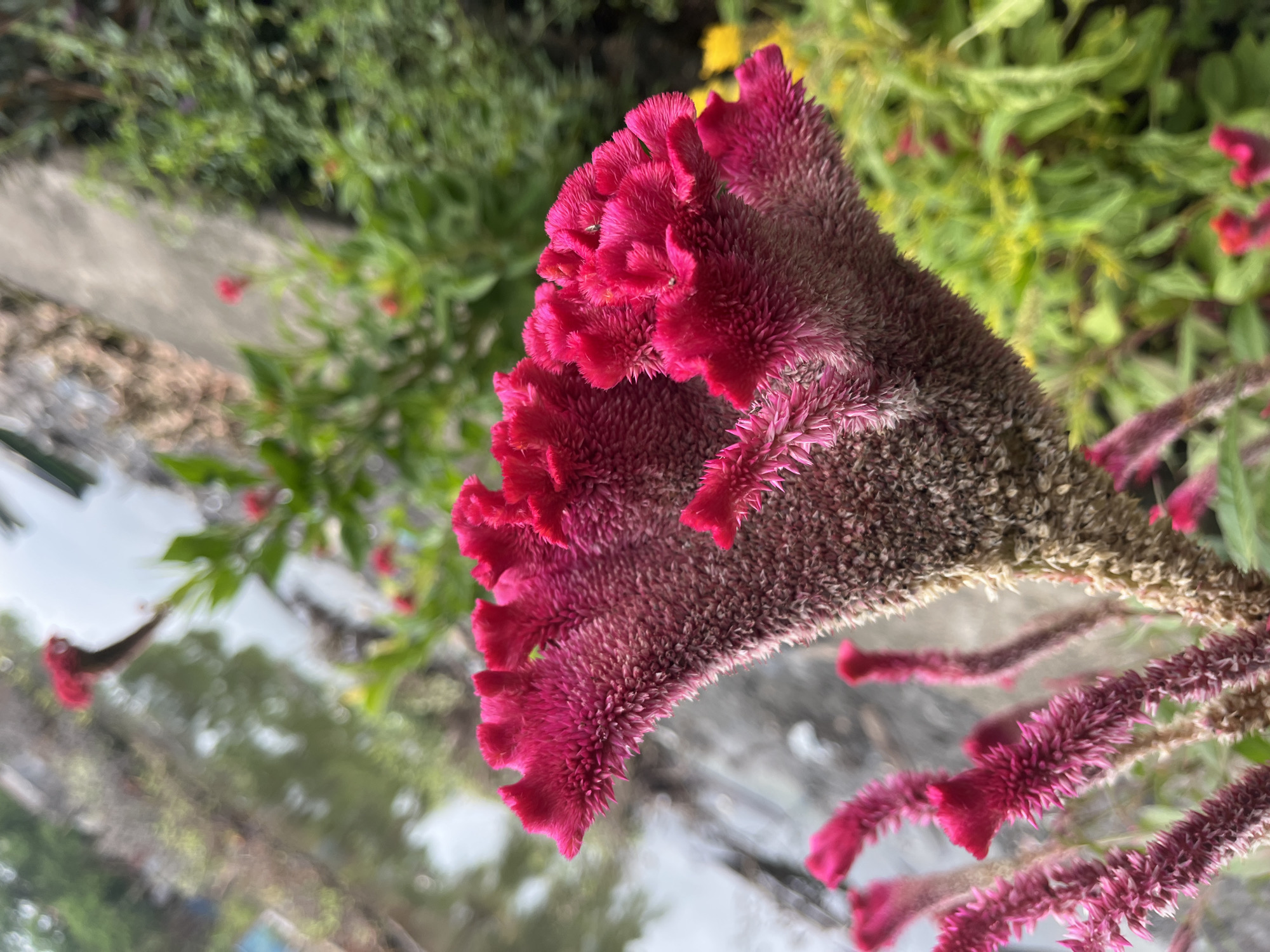 The image features a close-up of a Celosia cristata, commonly known as a cockscomb flower. The flower is predominantly dark pink with a velvety texture. The bloom has a crested, convoluted shape. The background includes greenery, suggesting an outdoor setting. The location information (Lhokseumawe, Indonesia) is external to the image content.
