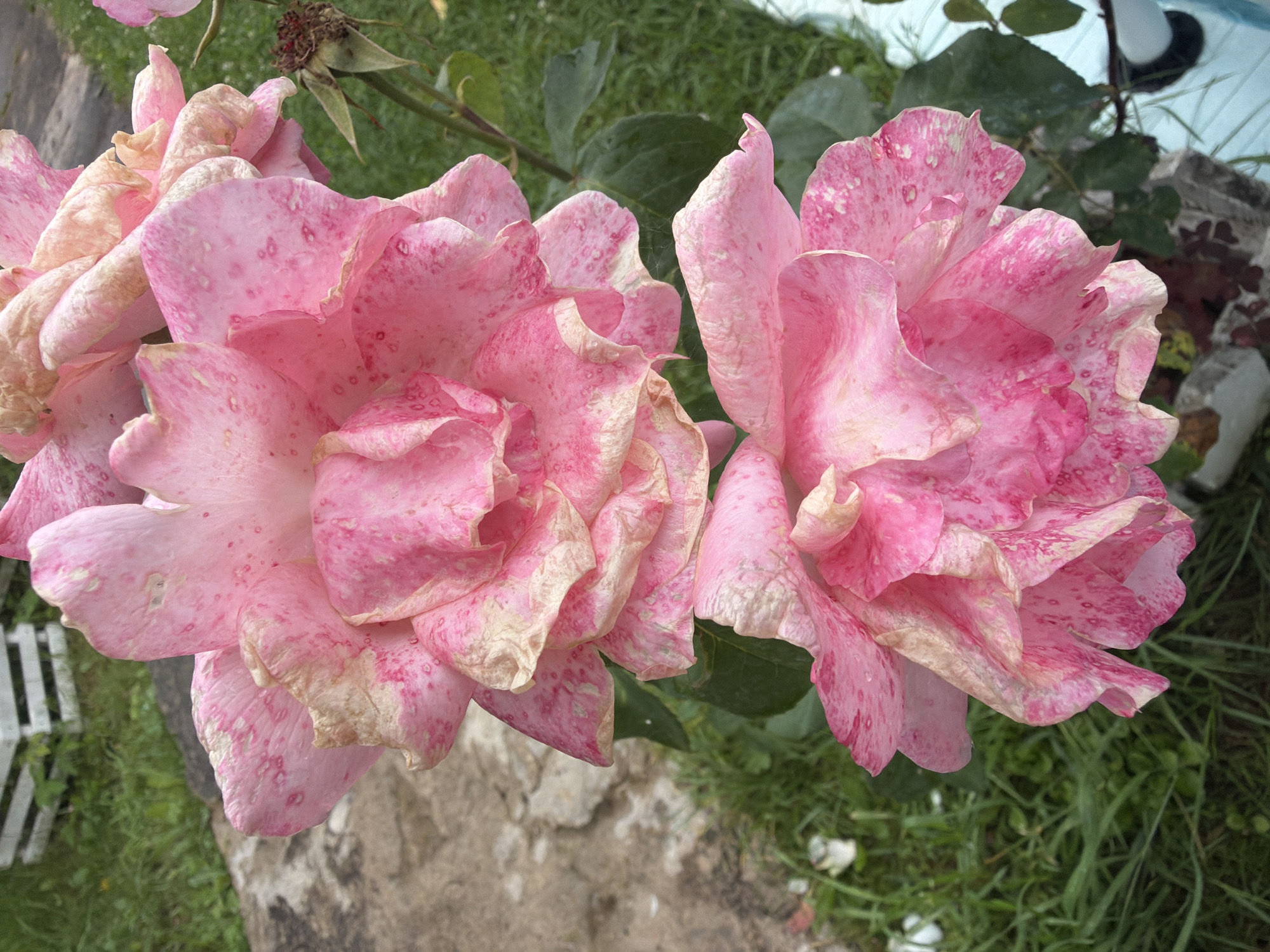 In an outdoor setting, likely a garden in Папярнянскі сельскі Савет, Belarus, a cluster of large, pink roses with white speckles are the central focus. The roses are in various stages of bloom, with some appearing fully open and others slightly wilted, revealing delicate, crinkled petals. Some petals exhibit browning or dry edges, indicating the passage of time. Surrounding the roses is lush green grass and foliage, suggesting a natural environment. In the background, a white wooden structure, possibly a fence or planter, and a grey, weathered surface that could be a pathway or stone are partially visible. The lighting suggests it is daytime, with soft natural light illuminating the scene. There are no people or animals present.