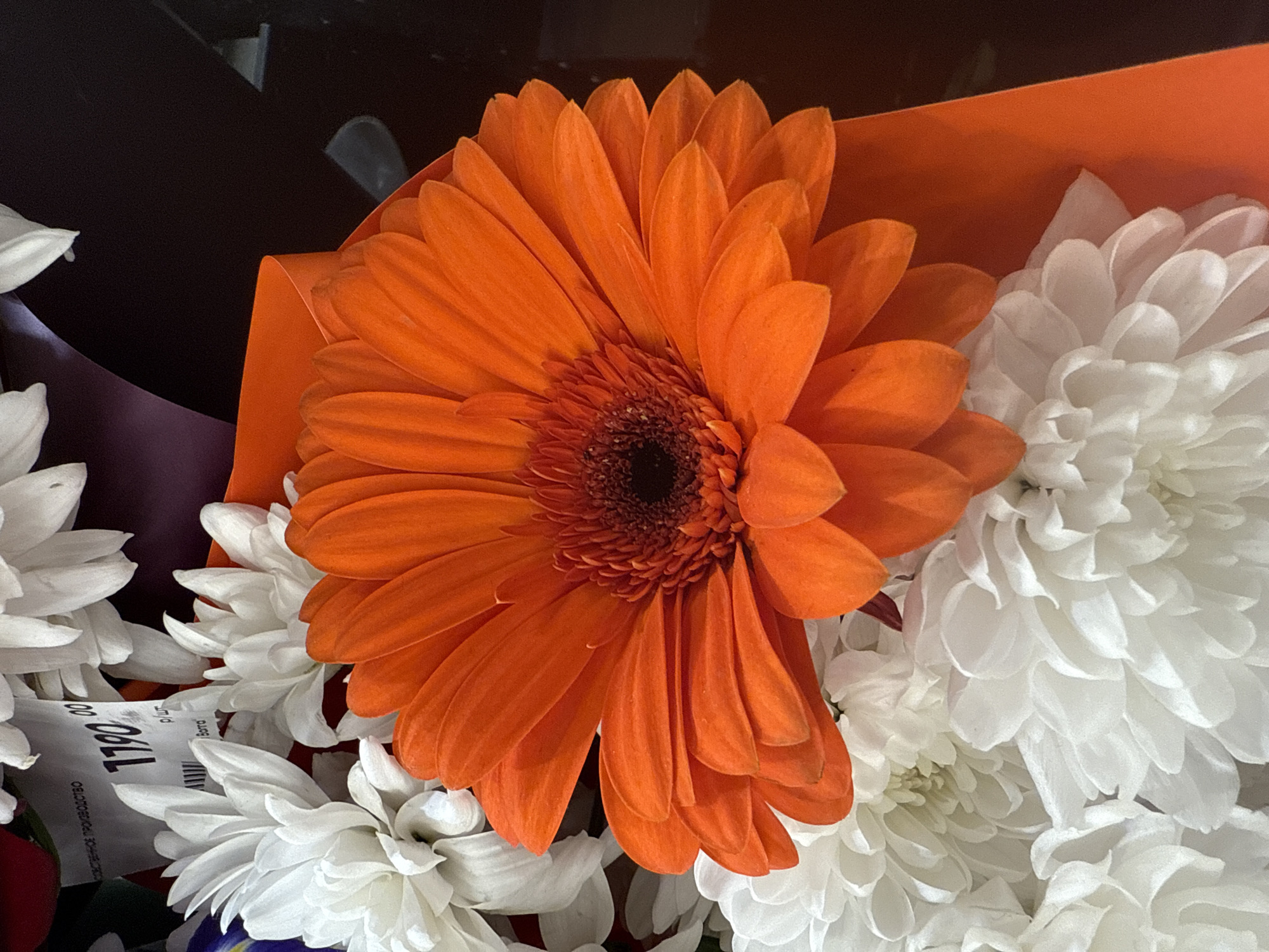 This close-up image captures a vibrant floral bouquet, dominated by a large, central orange gerbera daisy. The gerbera features distinct, uniformly colored orange petals radiating from a dark, densely packed central disc. Surrounding the prominent gerbera are numerous white chrysanthemums, characterized by their soft, multi-petaled structure, creating a textural and color contrast. The flowers are arranged with visible wrapping materials; an orange sheet or ribbon partially frames the gerbera, and darker, possibly purple or maroon, material is visible in the background and among the white flowers on the left. The lighting is even, suggesting an indoor setting. Among the white chrysanthemums on the bottom left, a white label or receipt is partially visible. The number "1790.00" is clearly legible on it, likely indicating a price. Below this number, faint Cyrillic text is discernable, including parts that resemble "ОБЛАГОРОД" (ennobled/enhanced) and "ТОВАРЫ" (goods), consistent with a commercial label from Saint Petersburg, Russia. No activity or specific event is taking place; the image is a still life focused on the aesthetic presentation of the flowers.