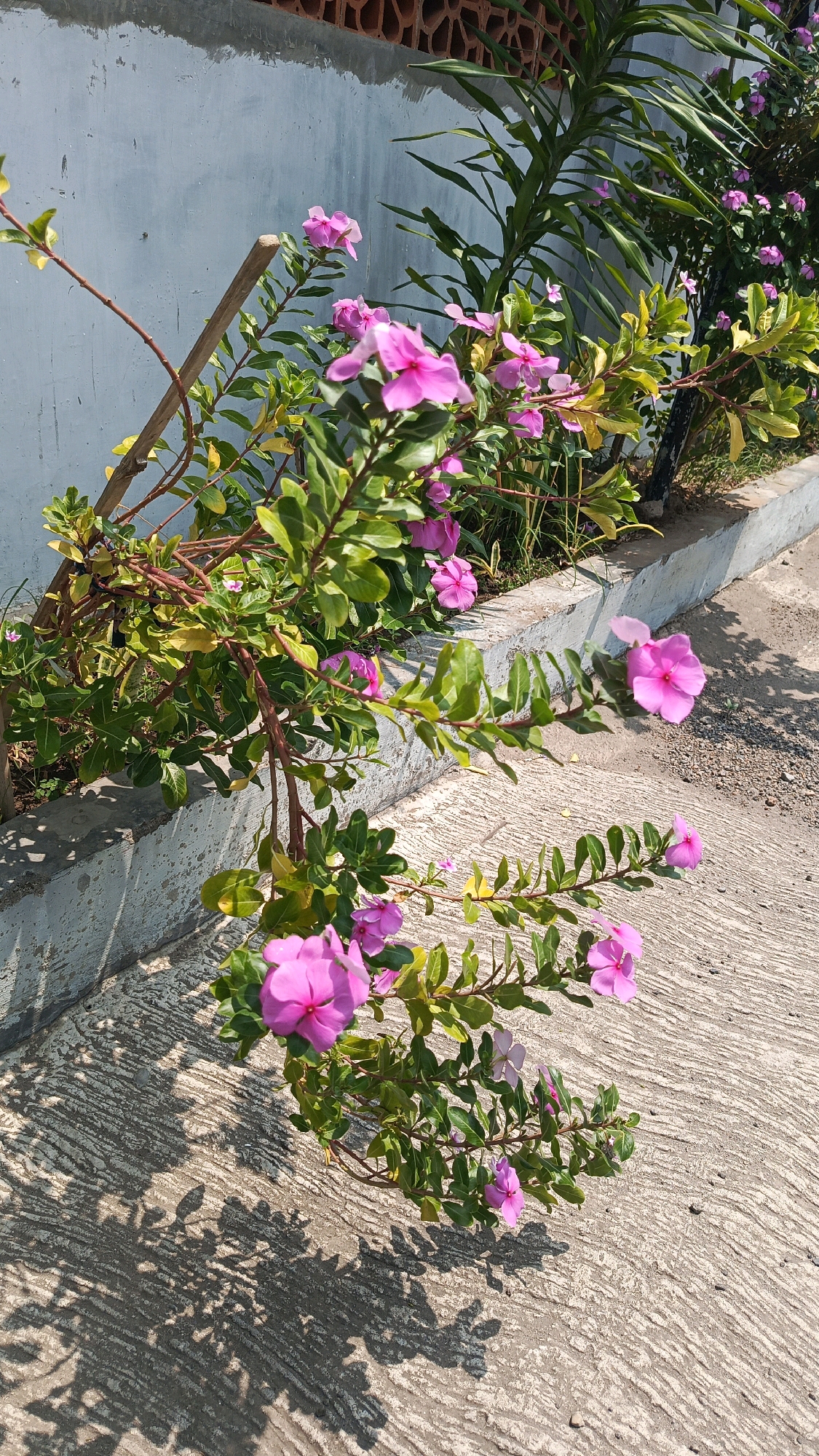 In Patihan Wetan, Indonesia, a close-up, high-angle shot captures a cluster of vibrant pink periwinkle flowers in bloom. The flowers, some fully open and others in bud, adorn leafy green branches that extend across a textured concrete surface. The concrete, with its distinct grooved pattern, suggests a pathway or sidewalk. Sunlight casts intricate shadows of the foliage and flowers onto the concrete, adding depth and visual interest to the scene. In the background, a light blue wall with a rough texture provides a muted backdrop, and a decorative brick border is visible at the top. The overall environment is outdoors, under a bright sky, with the scene implying a residential or garden area in the Indonesian city.
