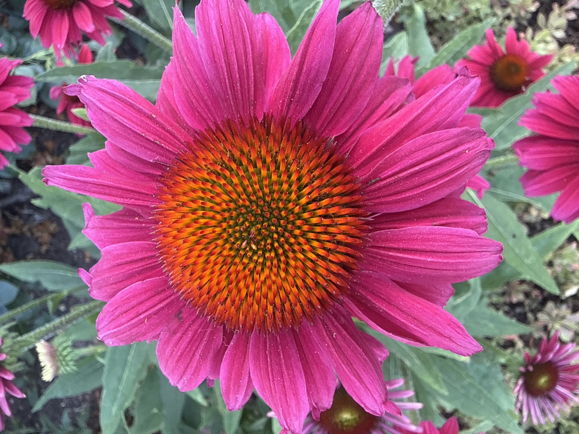 This is a close-up, eye-level, vertical shot of a bright pink coneflower with a prominent orange and green center. The flower's petals are pointed and slightly recurved, with a delicate dusting of what appears to be pollen or water droplets. Surrounding the main subject are other coneflowers and green foliage, some in focus and others blurred in the background. The overall impression is one of vibrant natural beauty, likely captured in a garden setting within the town of Bad Salzschlirf, Germany. No people or specific actions are visible.