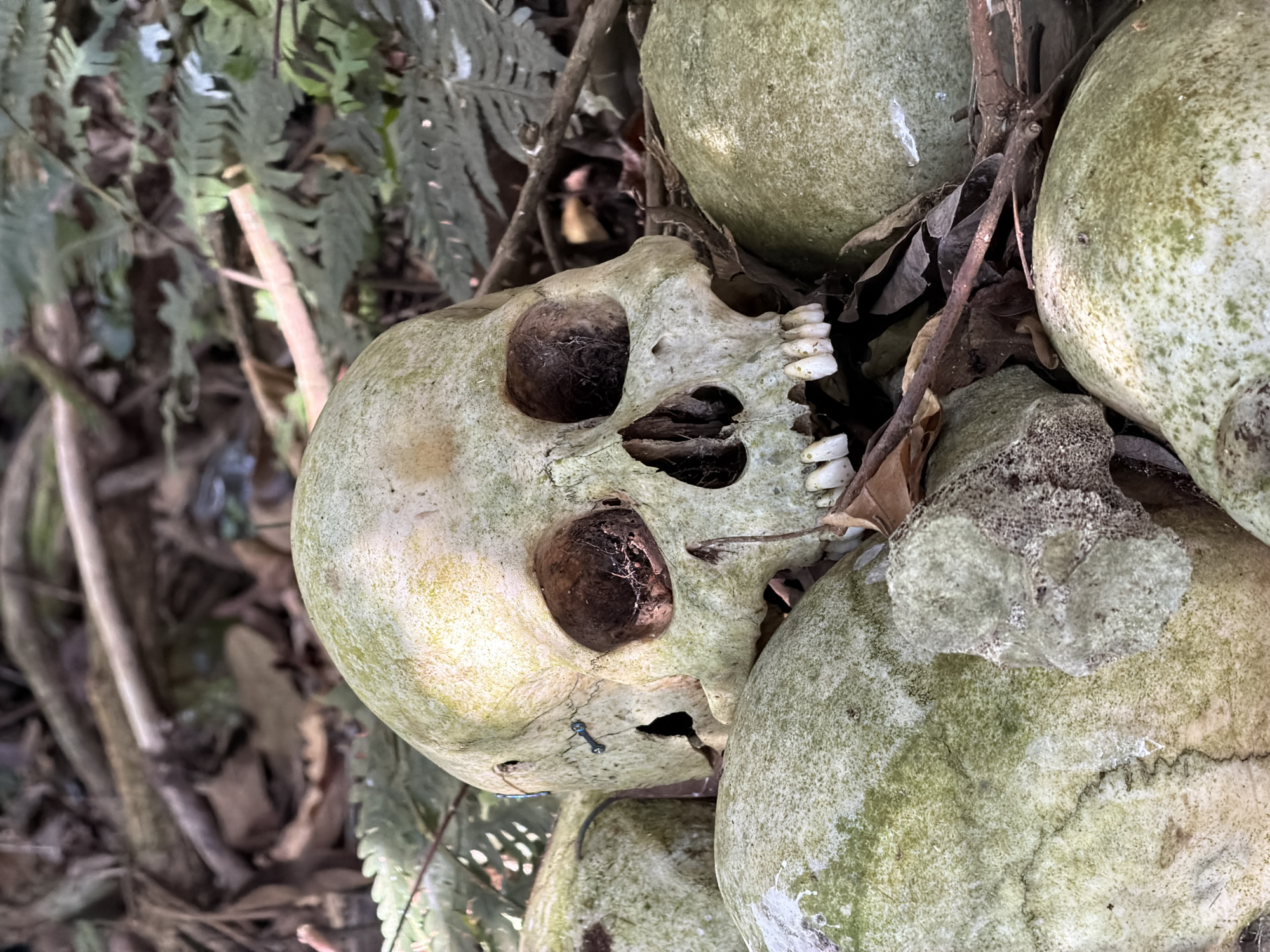 The image displays a collection of human skulls, some weathered and covered in moss or lichen, suggesting an outdoor setting and prolonged exposure to the elements. A prominent skull in the foreground is angled to reveal its facial features, including empty eye sockets, a nasal cavity, and teeth. The skull appears to be made of bone, with cracks and some discoloration. Other skulls are visible in the background and partially obscured by foliage. Branches and dry leaves are interspersed among the skulls, contributing to a natural, somewhat overgrown environment. The scene is illuminated by natural light, though the time of day and weather conditions are not definitively discernible. The overall impression is one of decay and the passage of time. The location context of Kintamani, Indonesia, suggests this might be a burial site or a place with cultural significance related to death rituals. No text is visible in the image.