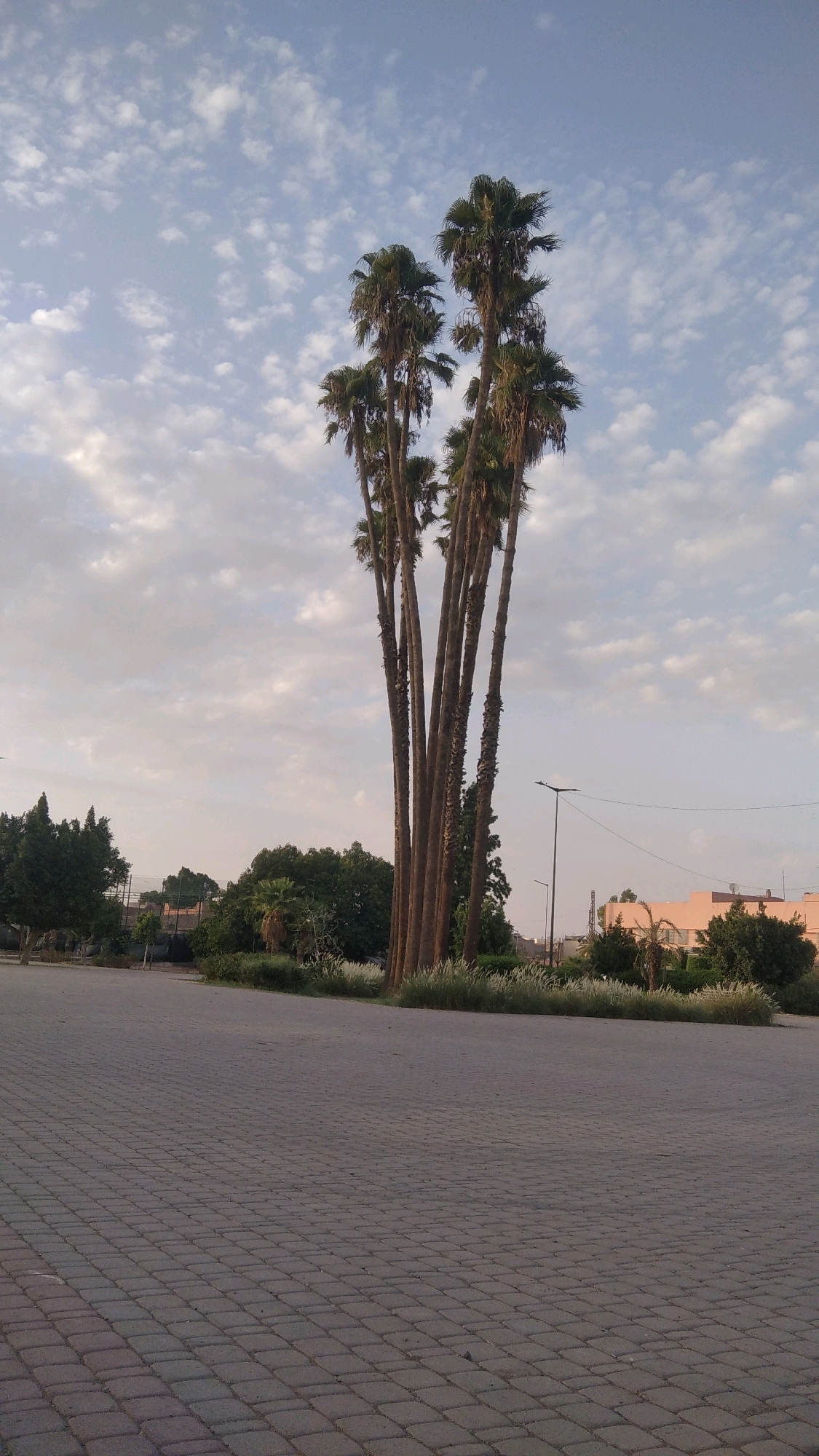 The image depicts a cluster of tall palm trees in the foreground, dominating the center of the frame against a pale blue sky with scattered white clouds. The trees are thin and tall, with their fronds reaching towards the sky. In the background, a paved area with a brick-like pattern extends towards the viewer. Beyond the palm trees and the paved area, there is a strip of greenery consisting of bushes and ornamental grasses. Further in the background, there are buildings, including a light pink structure with windows and a dark roofline, and a street light with a lamp. The overall scene suggests an outdoor public space, possibly a park or plaza, in a warm climate. The specific location in Marrakesh, Morocco, is not explicitly identifiable from the visual cues alone.