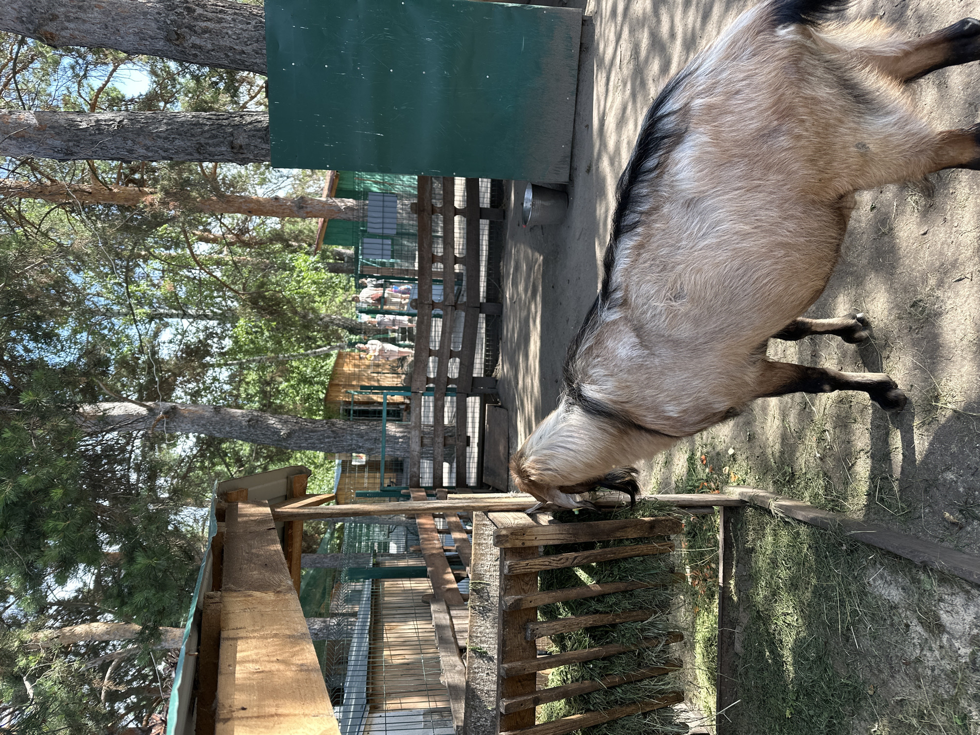 A goat is shown in an outdoor enclosure with a wooden fence and a pile of hay. The goat, which is a light brown color with a black mane, is eating the hay. The enclosure appears to be part of a farm or petting zoo, with other goats visible in the background. Trees and foliage are present, suggesting a natural or rural setting. The ground is a mix of dirt and grass. The image is taken from a slightly elevated perspective, looking down on the goat. The lighting indicates it is daytime, with shadows suggesting a sunny day. There is no visible text in the image.