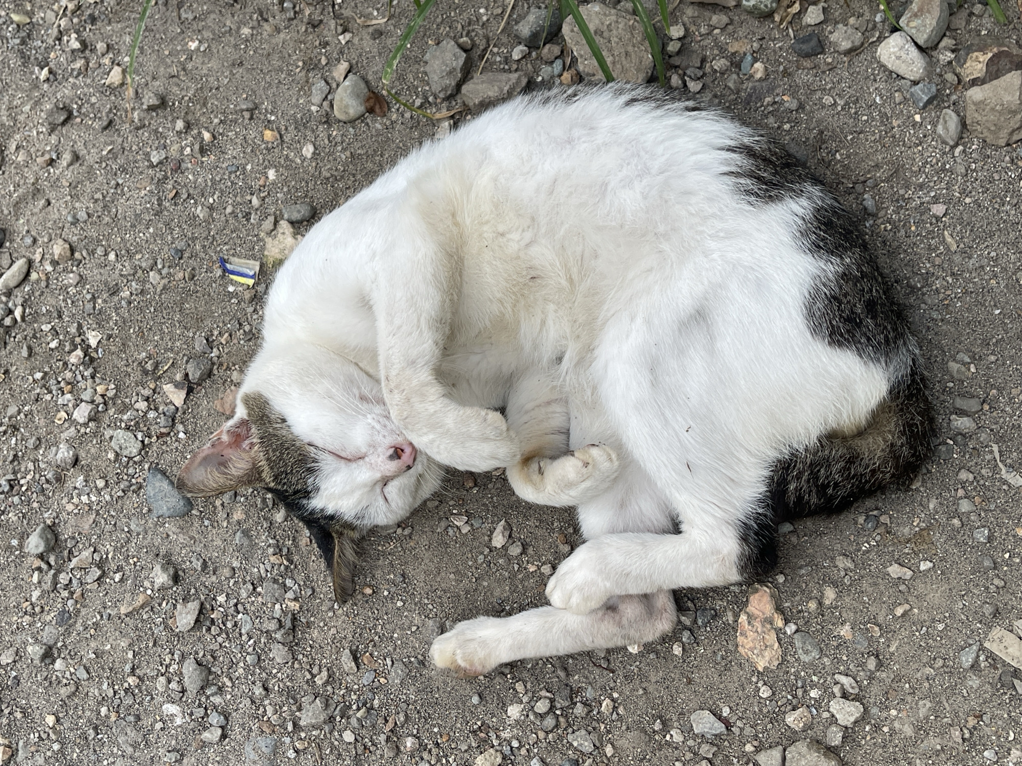 A domestic cat is sleeping curled on its side on a dirt and gravel surface, likely an outdoor area within Tampakan, Philippines. The cat is predominantly white with black and brown markings on its head, ears, and tail. Its eyes are closed, and its paws are tucked close to its body, one paw covering its face. The ground is composed of small stones, pebbles, and dirt. There are a few blades of grass and a small piece of blue and yellow plastic debris visible in the background. The lighting suggests it is daytime.
