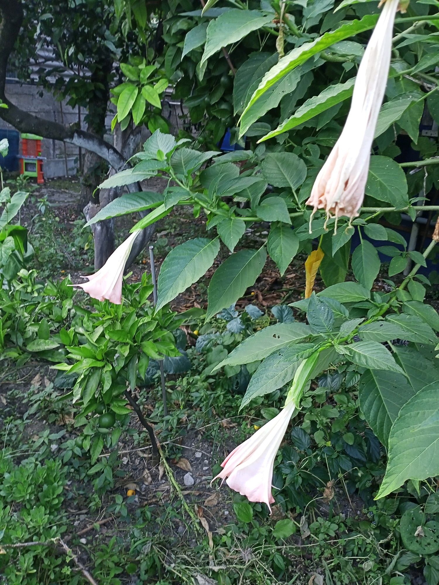 The image captures a close-up view of a garden in Tsandrypsh, Abkhazia, showcasing several large, trumpet-shaped flowers, likely Brugmansia, hanging from green leafy branches. One flower, predominantly white with hints of pale pink at its edges, is fully visible in the foreground, its petals unfurled. Behind it, another similar flower, mostly pinkish-white, dangles downwards. Further in the background, a cluster of unopened buds of the same flower type can be seen. The plants are surrounded by lush green foliage and a dirt ground covered with small plants, twigs, and fallen leaves. A small citrus tree with a few green fruits is visible on the left side of the frame. In the background, behind the trees, a grey concrete wall and a portion of a plastic storage unit with red and blue components are discernible. The lighting suggests it is daytime, possibly late afternoon, given the dappled light and shadows. No people are present in the image.
