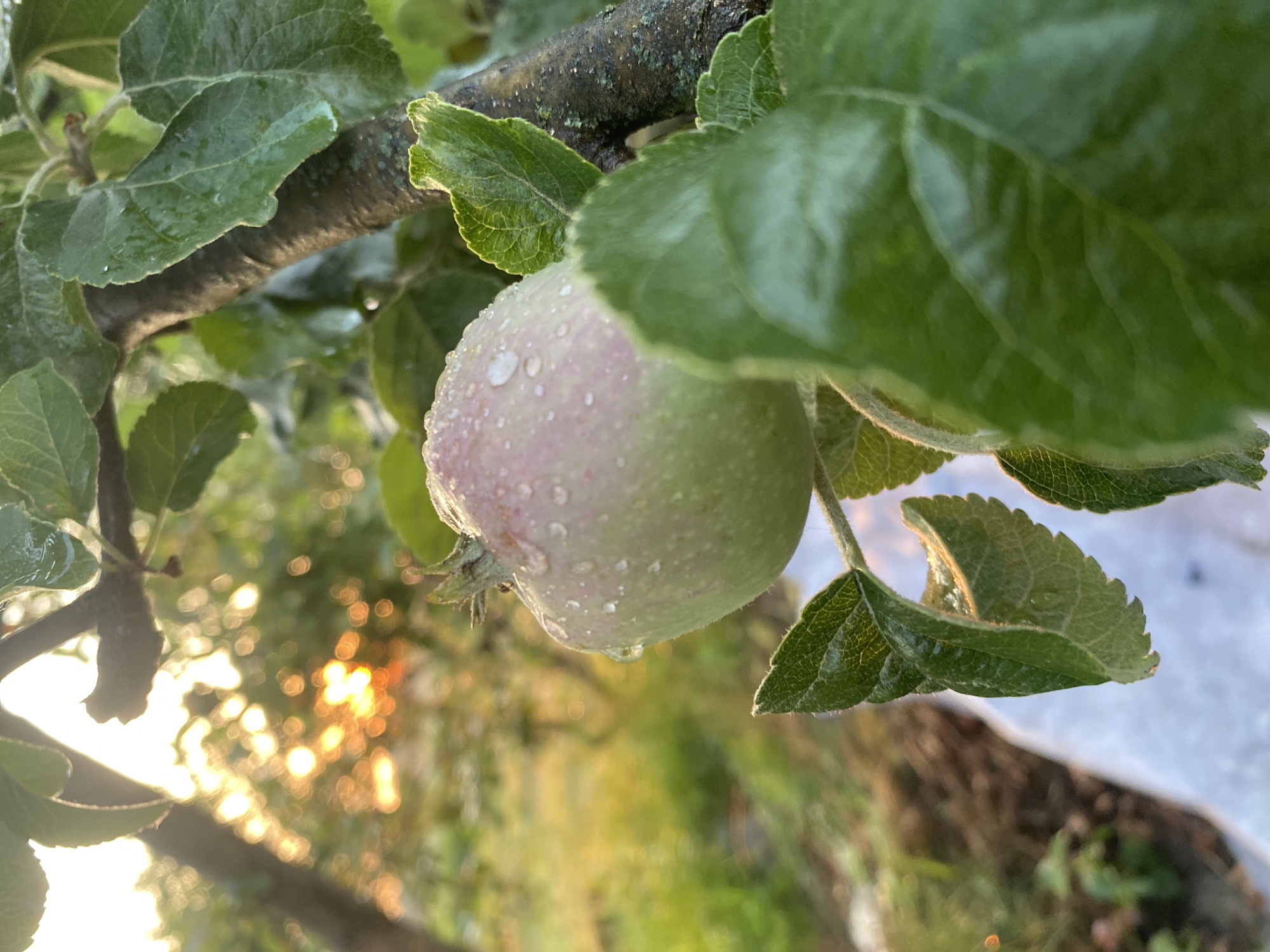 A close-up, low-angle shot captures an unripe apple with water droplets on its skin, hanging from a tree branch. The apple is positioned to the right of the frame, partially obscured by lush green leaves. The background is a soft blur of golden light, suggesting a sunset or sunrise filtering through foliage. The setting appears to be an outdoor environment, possibly an orchard or garden, given the presence of a tree and the natural lighting. The scene is tranquil and focuses on the intricate details of the apple and its surroundings.
