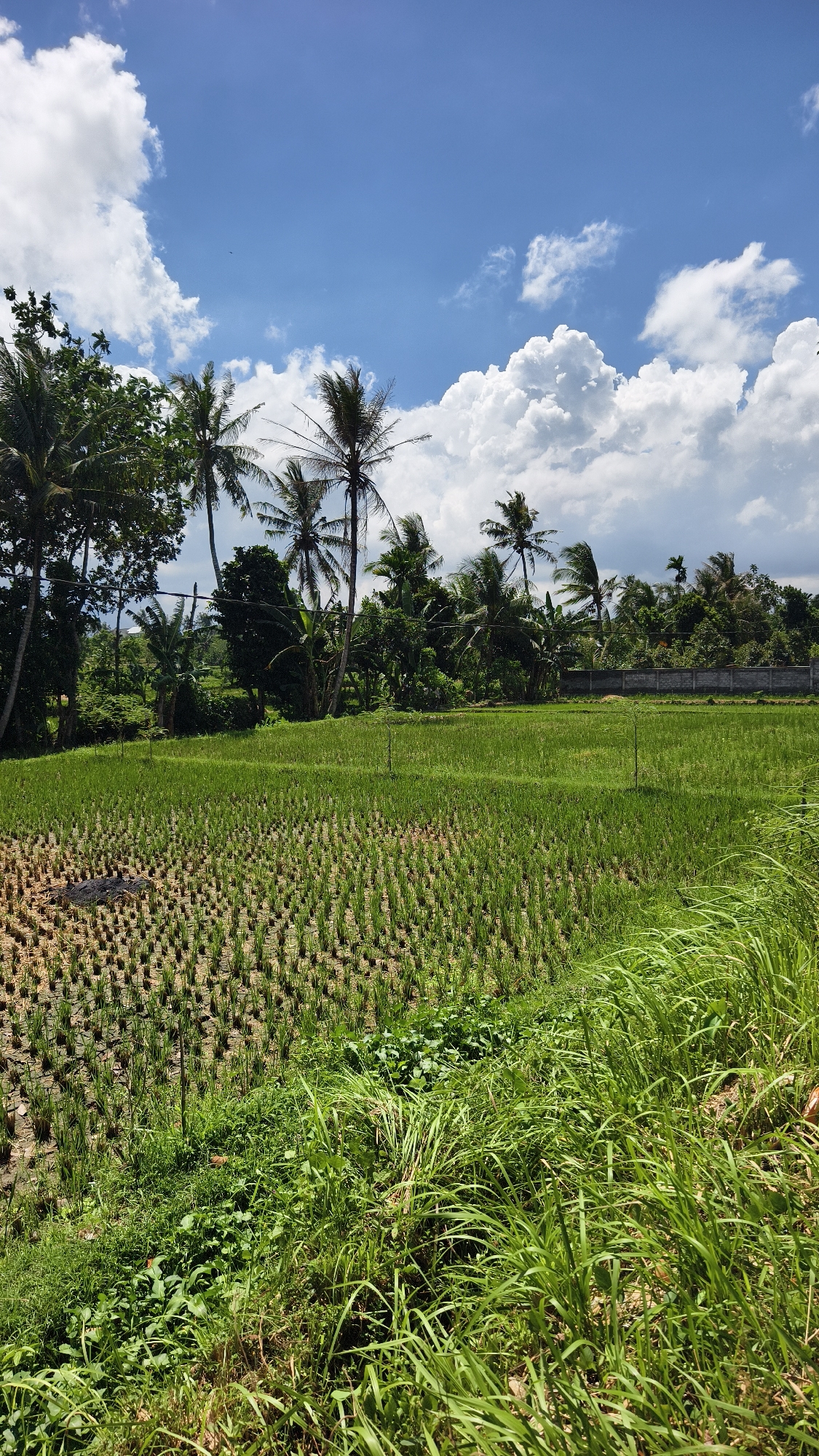 The image captures a vibrant, sunlit rural landscape, typical of a tropical region like Bagu, Indonesia. The primary subject is a lush green rice paddy field that dominates the midground, stretching from left to right. In the foreground on the right, a bank of wild, tall green grass and other plants creates a natural border. On the left foreground, a section of the rice paddy shows newly planted rice seedlings arranged in neat rows within a drier, cracked earth bed, suggesting recent cultivation or preparation for planting. Further into the midground, the rice plants are more mature, forming a continuous carpet of bright green.
In the background, a dense line of tropical trees, predominantly tall palm trees (likely coconut palms), rise against the sky. Other leafy green foliage fills the spaces between the palms, creating a rich, natural canopy. On the far right in the background, a low concrete wall is visible behind the trees, suggesting human development or property boundaries adjacent to the agricultural land.
The sky above is a brilliant blue, dotted with scattered fluffy white clouds. Larger, more voluminous cumulus clouds are prominent on the right side of the frame, adding depth to the sky.
The scene depicts a peaceful agricultural setting. There are no people or animals visible, but the meticulously planted rice fields indicate ongoing cultivation. The time of day appears to be mid-day or early afternoon due to the bright sunlight and clear sky, suggesting pleasant weather conditions. No visible text is present in the image.