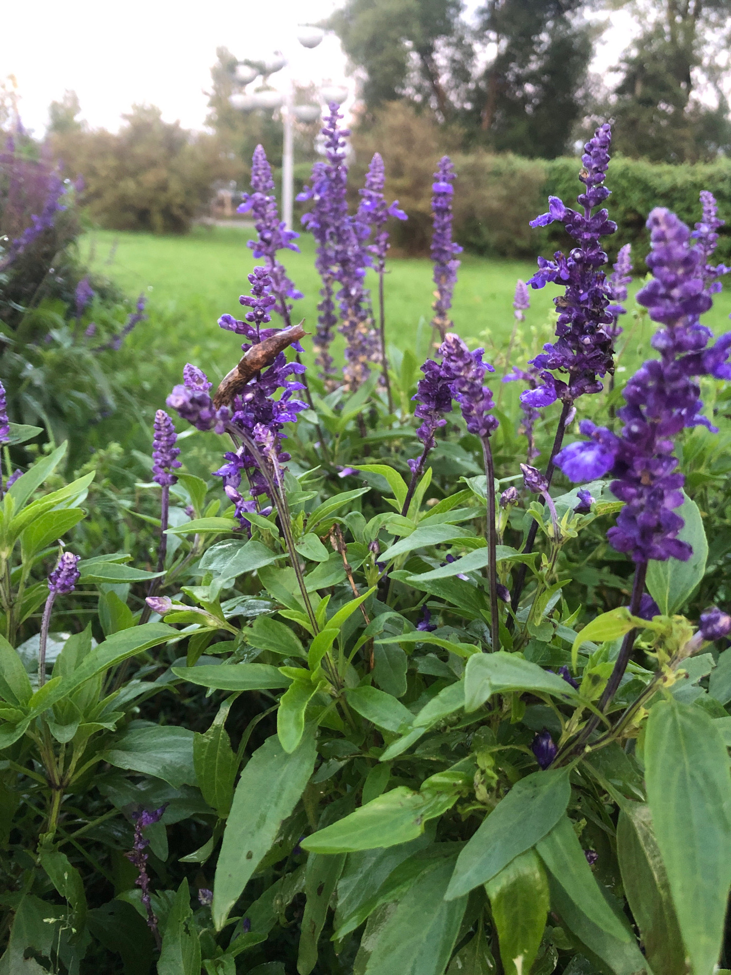 In Beloostrov, Russia, a close-up shot focuses on a cluster of vibrant purple salvia flowers. A slug is visible, slowly making its way across one of the flower stalks. The background is blurred, showing a green lawn and trees, suggesting an outdoor park or garden setting. The lighting is soft, indicative of an overcast day.