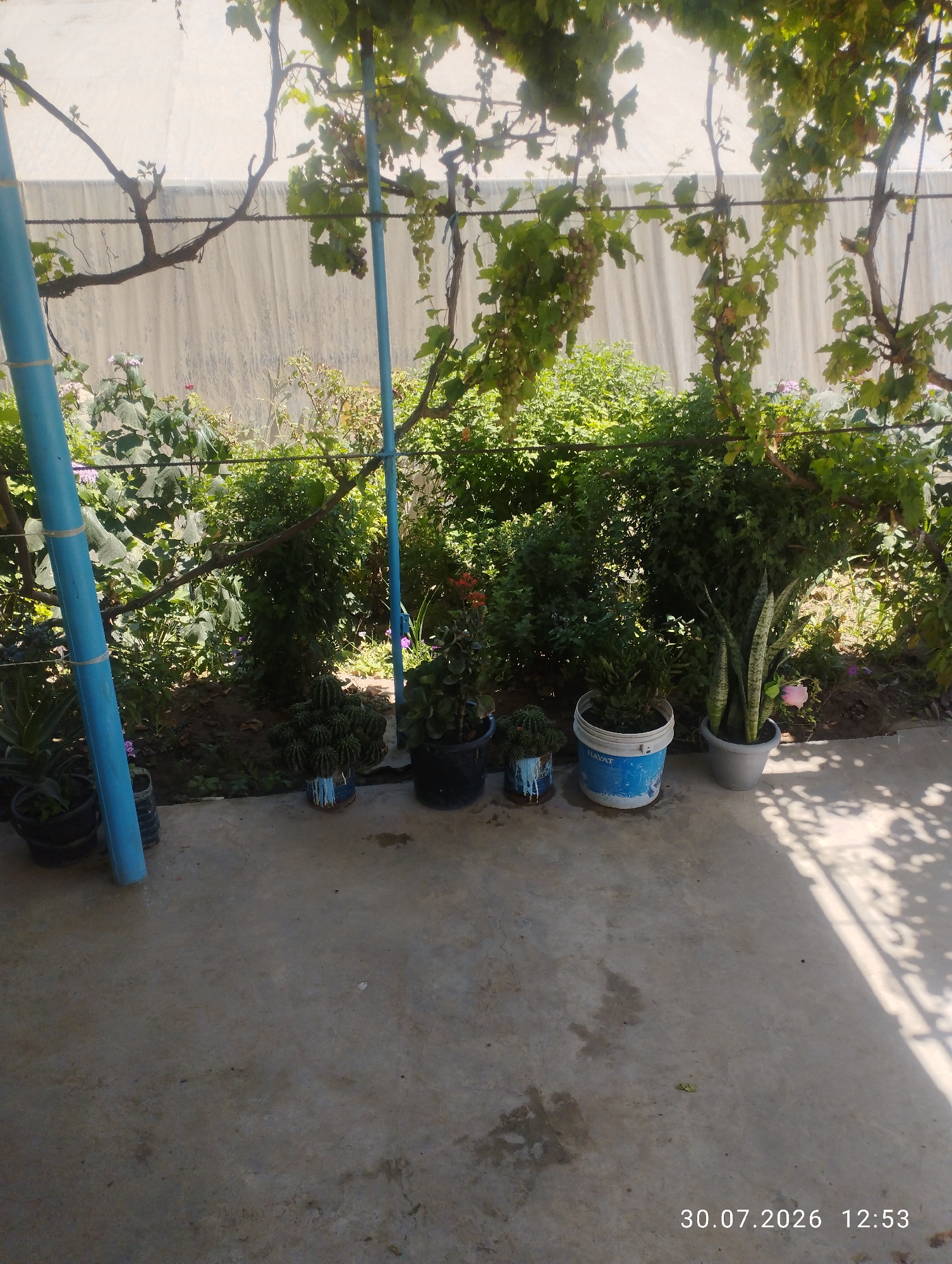 The image depicts an outdoor scene in Quyosh, Uzbekistan. The foreground is a concrete patio, with shadows from overhead foliage cast across it. In the background, a garden area is visible, featuring lush green bushes and plants. Several potted plants are arranged on the patio. These include a cluster of cacti in a blue and white patterned pot, a tall snake plant in a gray pot with a pink rose beside it, and a smaller plant in a white bucket. To the left, a large blue pipe is prominent, and further back, a white tarp or wall is visible behind the garden. Grape vines are seen overhead, with some grapes hanging from them. The timestamp "30.07.2026 12:53" is visible in the lower right corner. No people are present in the image.