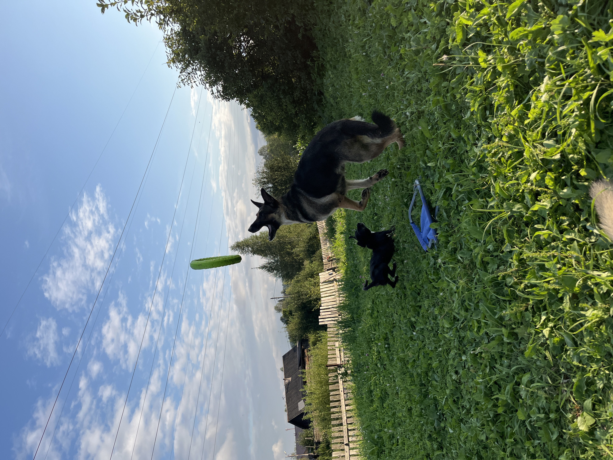 In a grassy, outdoor area, two dogs are interacting with a green ring toy. A German Shepherd-mix dog is mid-air, leaping upwards with its mouth open, seemingly attempting to catch the toy. A smaller, black dog is positioned below and to the left of the larger dog, also looking towards the toy. The green ring toy is suspended in the air between the dogs, indicating it has been thrown.
The environment is a rural or semi-rural setting, with a wooden fence running horizontally across the mid-ground. Beyond the fence, there are several buildings with dark, sloped roofs, suggesting a residential area. Trees and dense foliage form a backdrop. Overhead, the sky is blue with scattered white clouds, and power lines are visible crisscrossing the upper portion of the frame. The lighting suggests it is daytime, likely late afternoon or early evening, with sunlight casting shadows and illuminating the grass.
The scene is located in a yard or open field, possibly in Nizhny Tagil, Russia, given the context. The image captures a moment of active play between the two dogs and their toy.