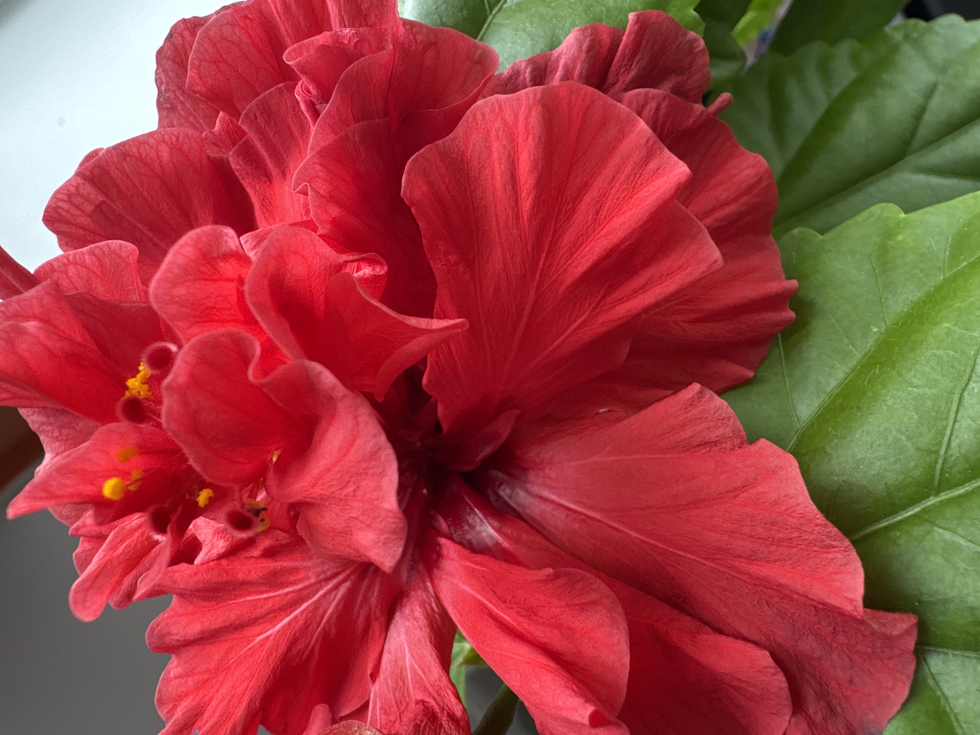 This is a close-up, eye-level, outdoor photograph of a red hibiscus flower in Kaliningrad, Russia. The flower is the primary subject and fills most of the frame, with its large, ruffled petals in various shades of red, some appearing almost crimson. The center of the flower reveals yellow stamens. The lower portion of the image shows several large, green hibiscus leaves, some of which are in sharp focus. The lighting suggests it is daytime, with soft illumination. The background is blurred, showing hints of a gray and white environment, possibly a wall or window. No people are visible in the image.