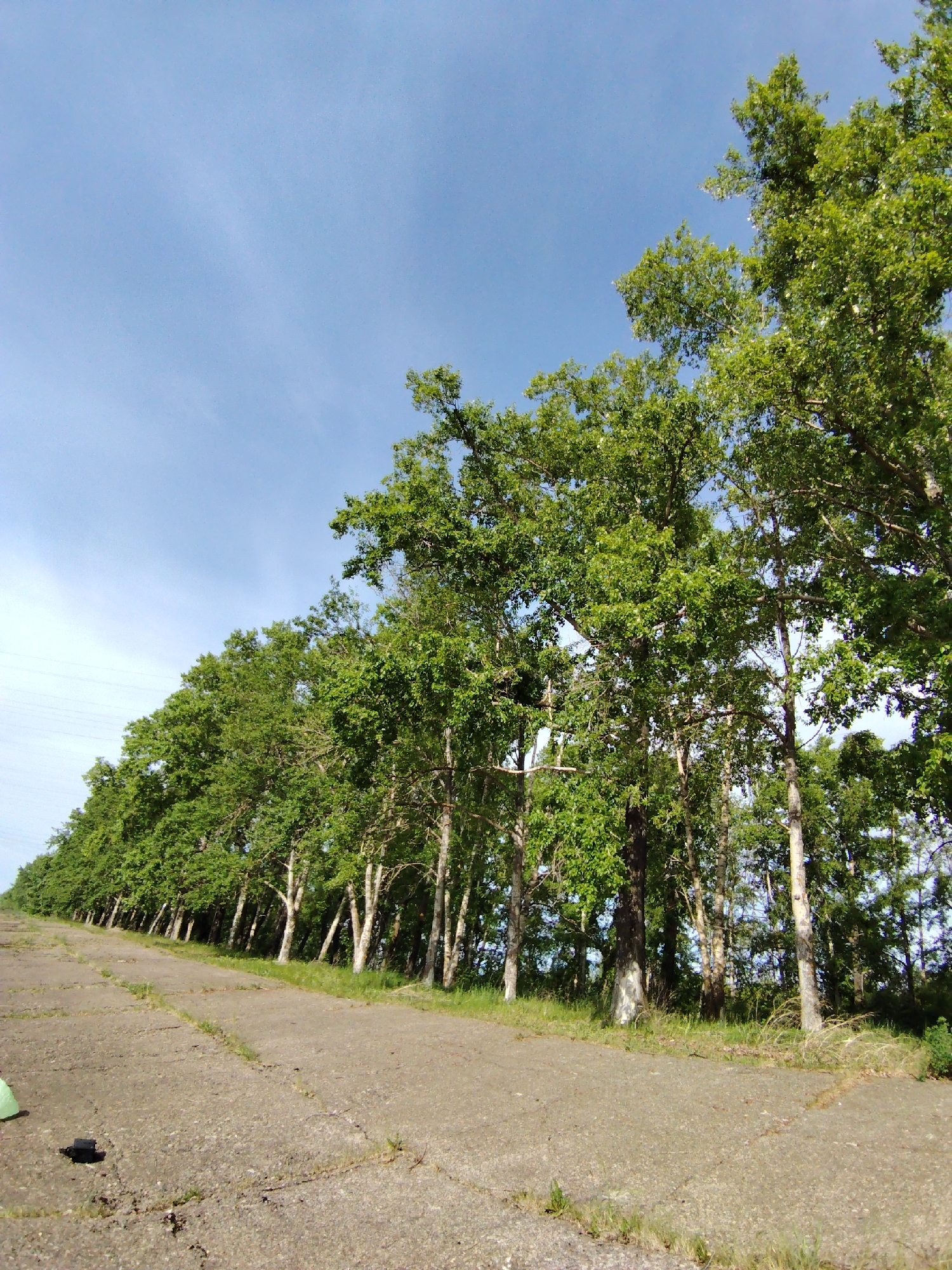 The image shows a concrete road running alongside a row of trees under a blue sky. The location is Chaikovsky, Russia. The trees are mature and green, and the road is cracked and uneven. There are some patches of grass growing along the edge of the road. A black object and a green object are visible on the road in the lower left corner. There are electrical wires on the left side of the frame.