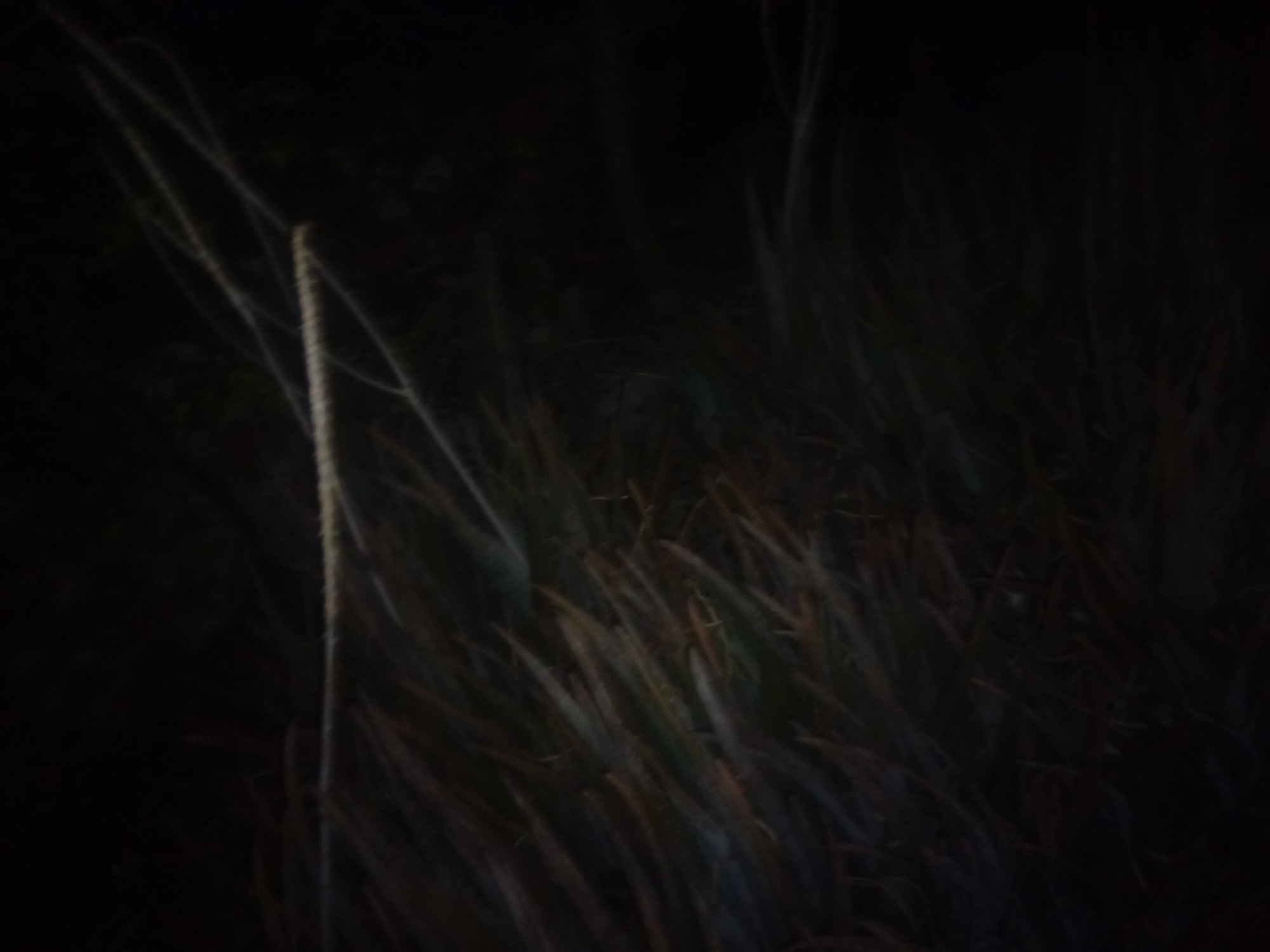 The image depicts a dimly lit, grassy field in an unknown location. Tall grasses and thin branches are the primary subjects, obscuring the background in shadow. The scene has an overall natural and potentially rural feel, but specific location details are not discernible from the visual information.