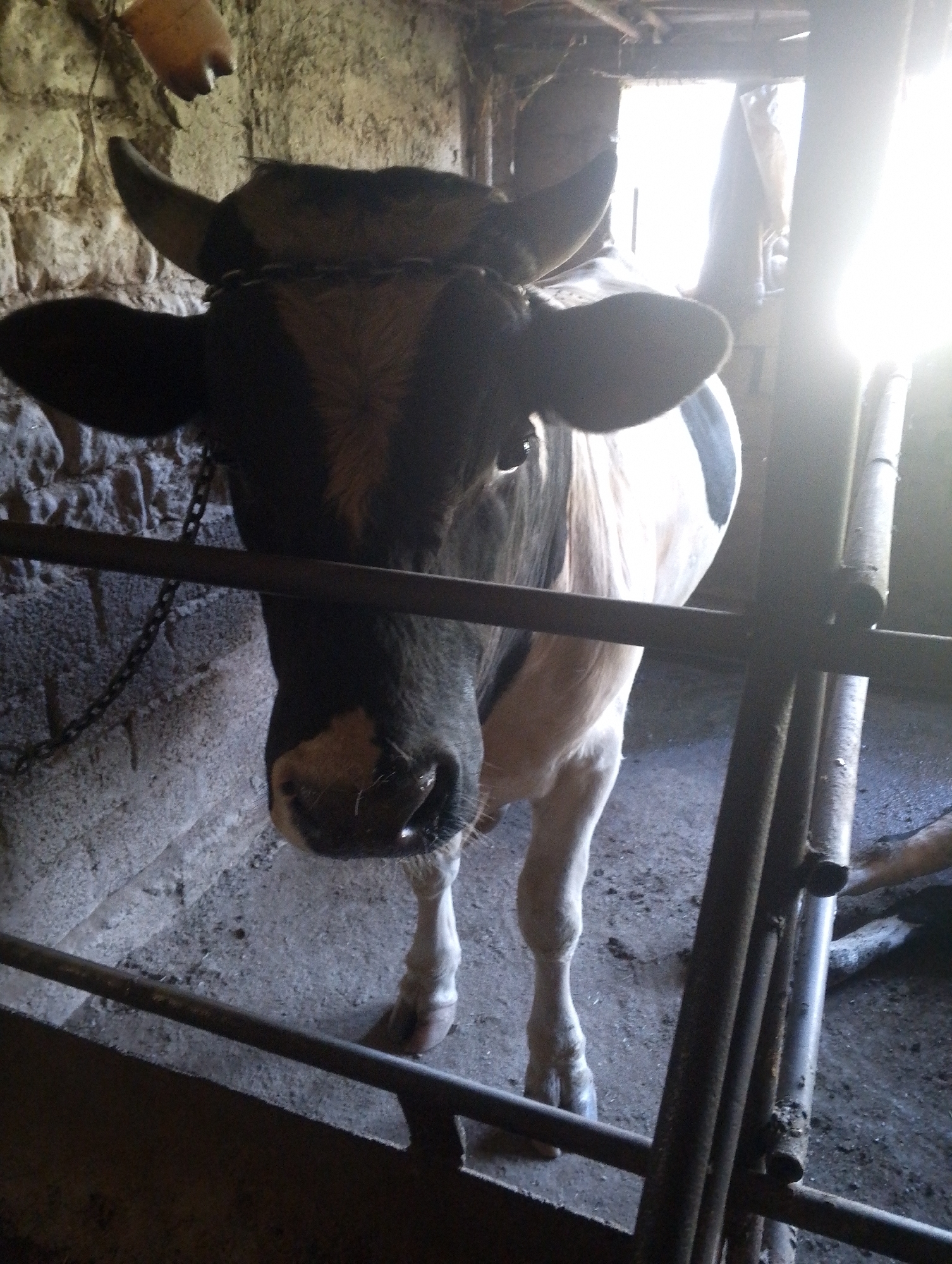 A medium shot captures a cow standing in a barn. The cow is dark brown and white and faces the camera. A metal chain is around its neck and it is behind a metal fence. The barn has stone walls and a dirt floor. Sunlight streams in from a window in the background. The location is identified as Harakat, Uzbekistan.