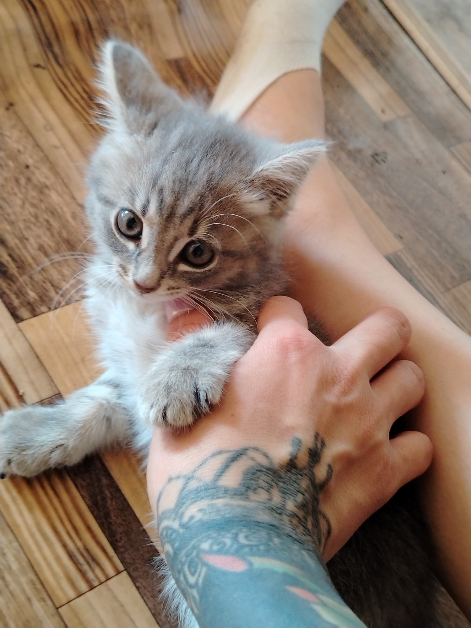 A close-up, high-angle shot captures a grey tabby kitten nestled on a person's lap. The kitten, with large, expressive eyes and fuzzy ears, is positioned on a wooden floor. A hand with a prominent tattoo on the forearm gently cradles the kitten. The person is wearing a white sock. The scene appears to be indoors, likely in a home in the city of Goshan, Russia.