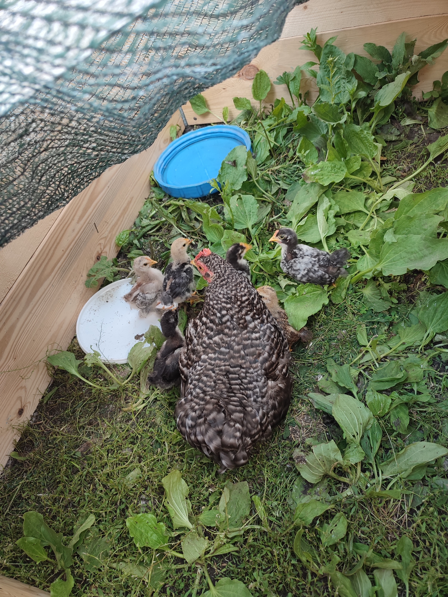 The image depicts a hen and several chicks in a coop, likely in the village of Shyshaky, Ukraine. The coop is constructed with light-colored wooden panels. A blue plastic lid rests on the ground, surrounded by lush green vegetation and grass. A white dish, possibly for water or food, is present. The hen, characterized by its gray and black patterned feathers, is situated on the right side of the frame, facing left. Several chicks are clustered around the hen, some appearing to be drinking from the white dish. The chicks exhibit varying coloration, with some being light tan and others dark gray. The overall environment suggests an outdoor setting, with a netting-like material draped over the top left portion of the frame, offering shade.