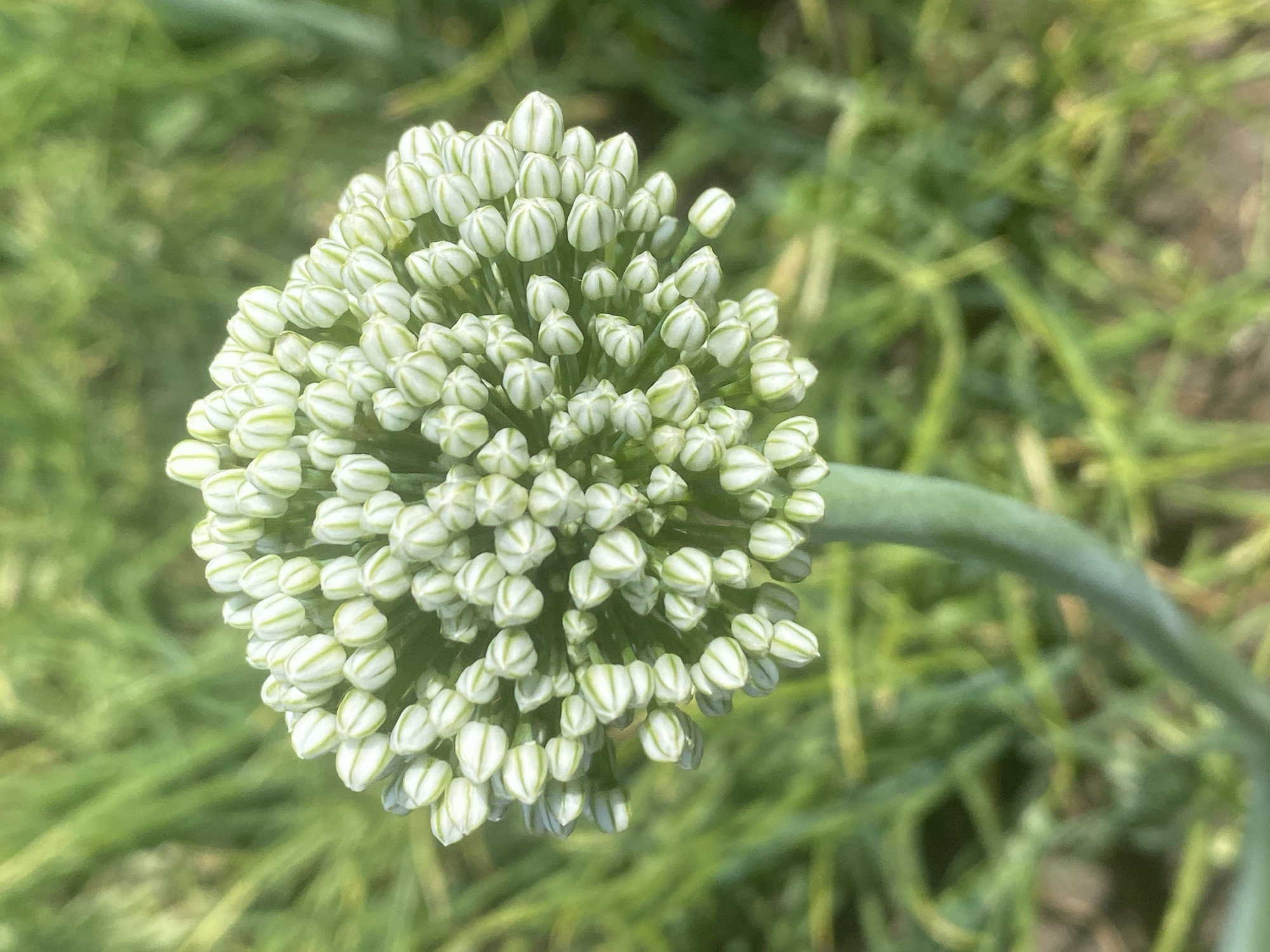 A close-up, top-down shot captures a round, clustered flower bud of what appears to be an onion plant, centered against a blurred background of green foliage. The bud is composed of numerous small, white, elongated florets, each with subtle green stripes. A single green stem emerges from the bottom of the bud. The setting is outdoors, with soft natural light illuminating the subject. The image is a detail of the natural environment, possibly in Kisliakovskaya, Russia, given the provided context. There are no people or animals visible in the frame.