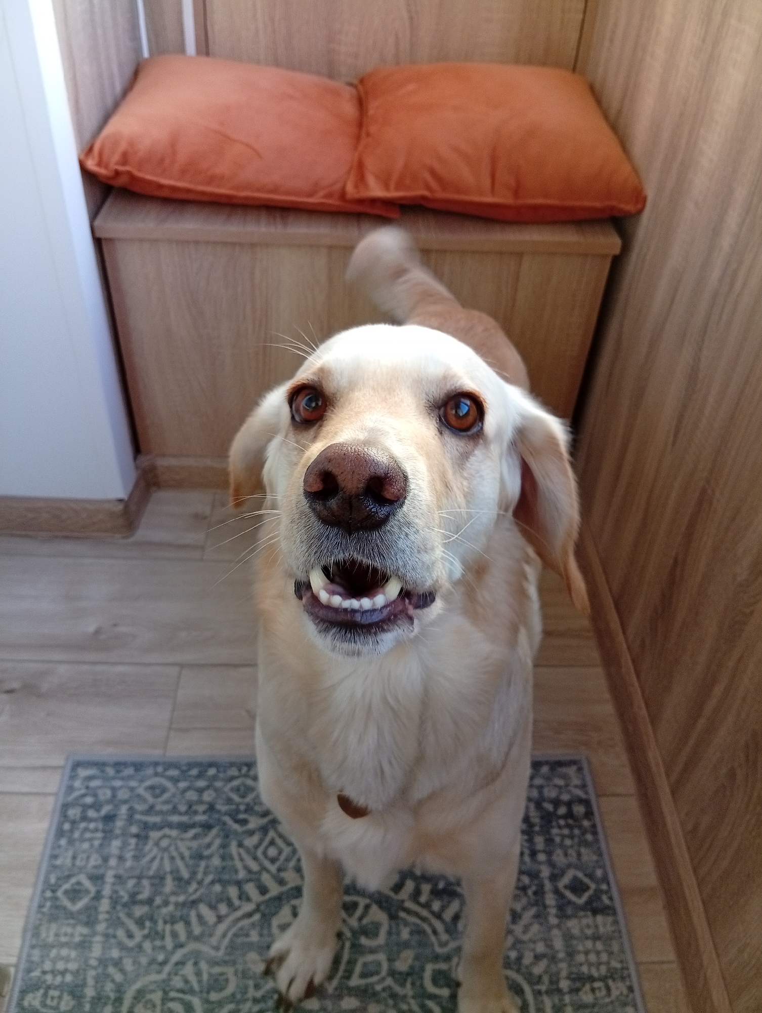 A light-colored dog with amber eyes and a brown nose looks directly at the camera with its mouth open, showing its teeth. The dog is standing on a patterned rug in front of a wooden storage unit topped with two orange cushions. The floor is made of light-colored wood planks. The background features wooden paneling. The scene appears to be indoors, possibly in a home, but there are no specific indicators that would suggest a location within the city of Biysk, Russia.