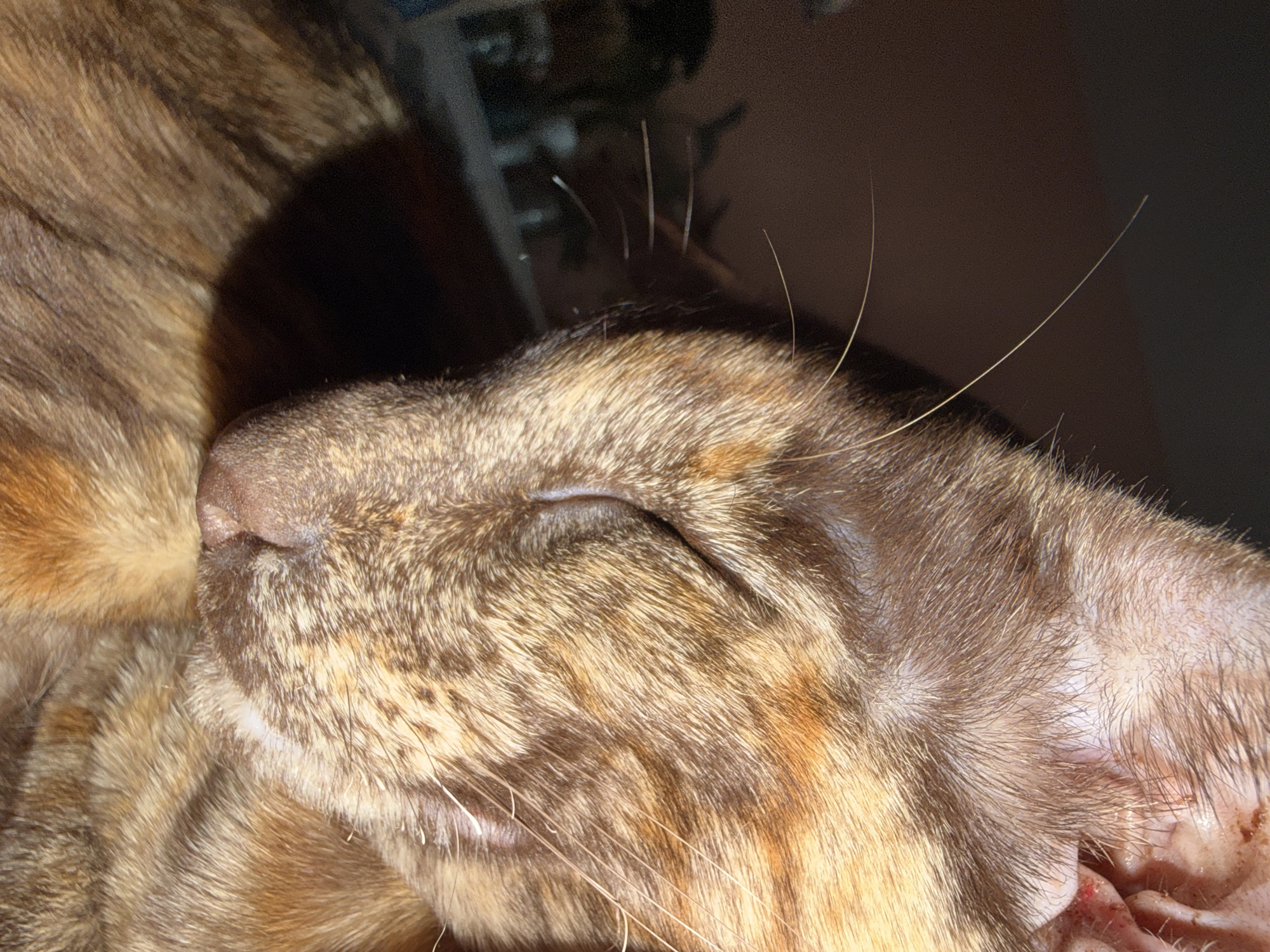 A close-up, head-on shot captures the face of a sleeping tortoiseshell cat. The cat's eyes are closed, and its fur displays a mix of brown, orange, and cream. Its whiskers are visible, extending outwards. The background is dark and out of focus, with hints of indoor elements like a lamp or furniture. The image has a shallow depth of field, emphasizing the cat's features. There is no discernible information in the image that places it in Chaikovsky, Russia.