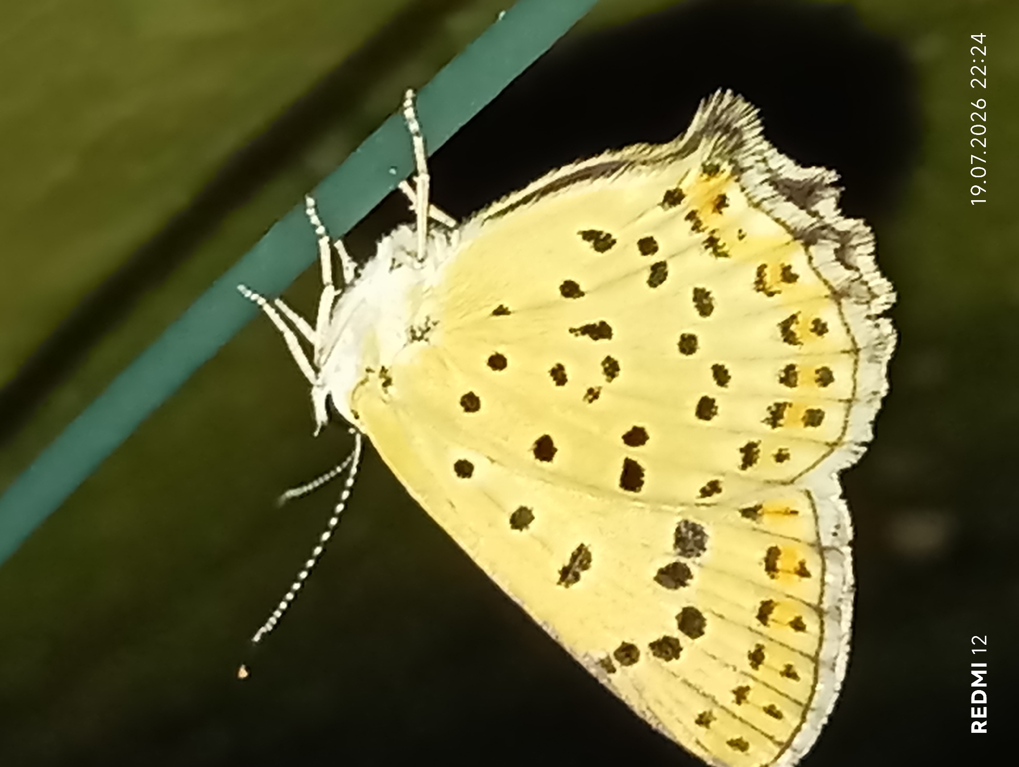 A close-up, horizontal, eye-level shot captures a pale yellow butterfly with black spots resting on a dark green, textured surface. The butterfly's wings are spread, showcasing a pattern of circular black spots and smaller, scattered dark markings. The edges of the wings are fringed with white, and some have a yellow hue. The butterfly's body is white, and its antennae are thin and segmented, with small white tips. The background is dark and blurred, with hints of green foliage. The timestamp "19.07.2026 22:24" and "REDMI 12" are visible in the bottom right and left corners, respectively. The provided context does not specify a location within the city of Smila, Ukraine.