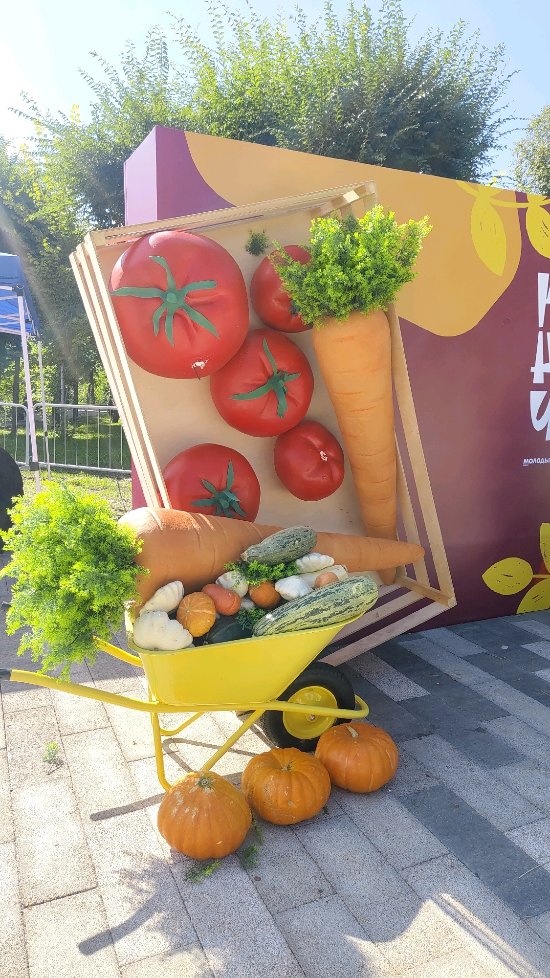 An outdoor scene depicts a decorative arrangement of oversized vegetables, including tomatoes, carrots, and pumpkins, displayed on and around a yellow wheelbarrow. The arrangement is set against a backdrop featuring a large, curved purple and yellow structure with graphics on the right side. The ground is paved with light and dark grey square tiles, and sunlight casts shadows. Trees and foliage are visible in the background, along with a blue tent on the far left. The overall impression is a festive harvest or agricultural exhibition display. The backdrop signage includes Russian text, "МОЛОДЫЕ," suggesting it is a themed exhibition possibly related to young farmers or produce. Given the context of this being an agricultural exhibition in Krasnoyarsk, Russia, the scene is likely located at a public venue or park within the city.